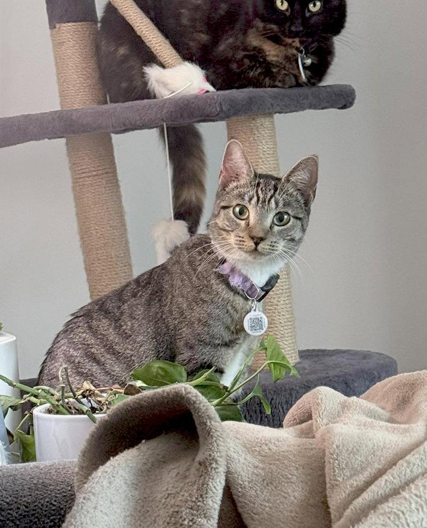 Enlarge *Samara, a Adopted Domestic Short Hair in Forest, VA image 3/3