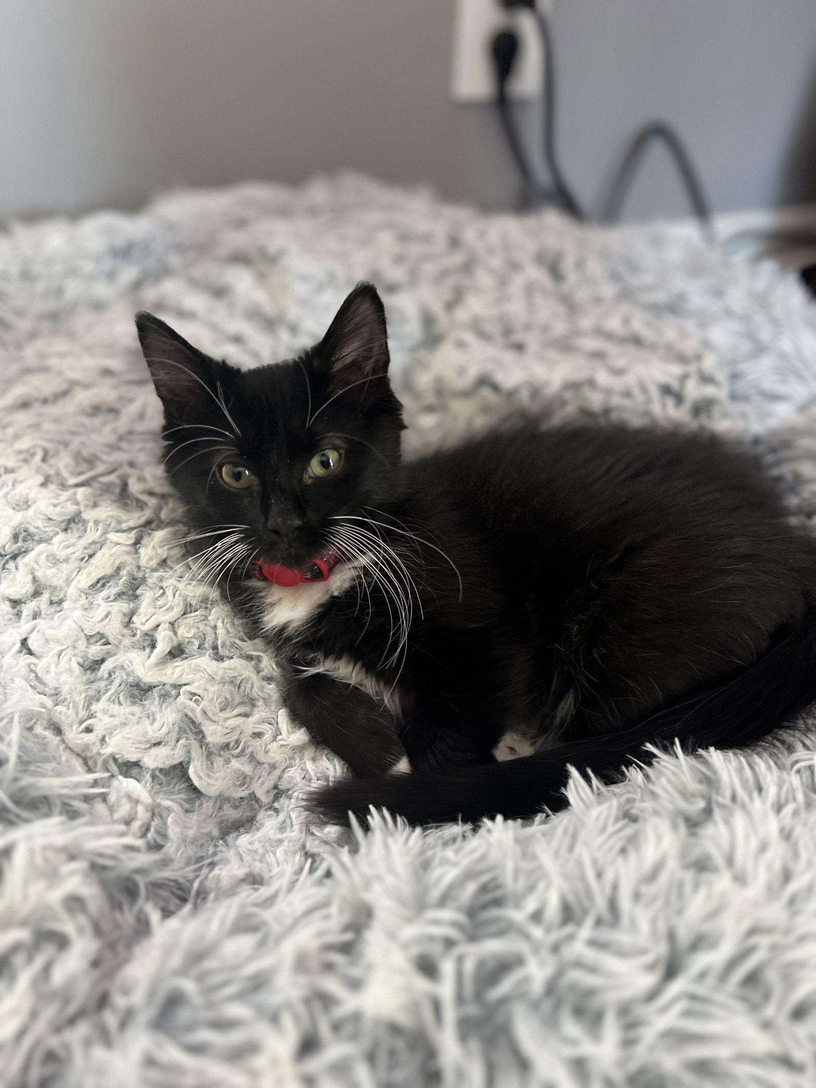 Enlarge Mario, a Adoptable Domestic Medium Hair in Forest Lake, MN image 1/2