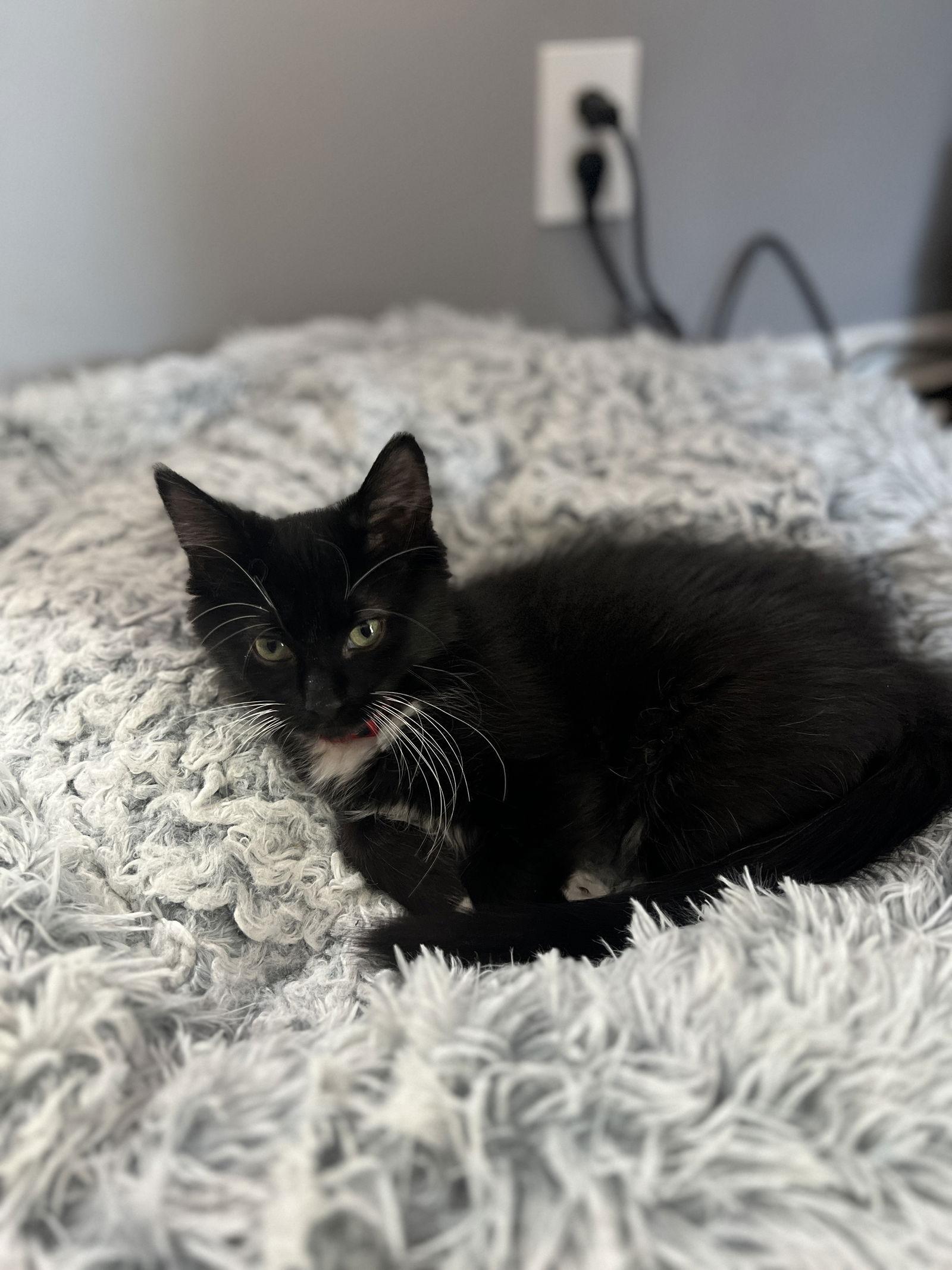 Enlarge Mario, a Adoptable Domestic Medium Hair in Forest Lake, MN image 2/2