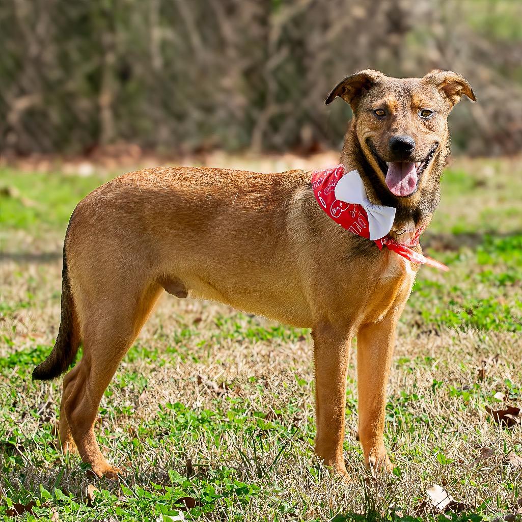 Lick Jagger, Adoptable, Adult Male Terrier.