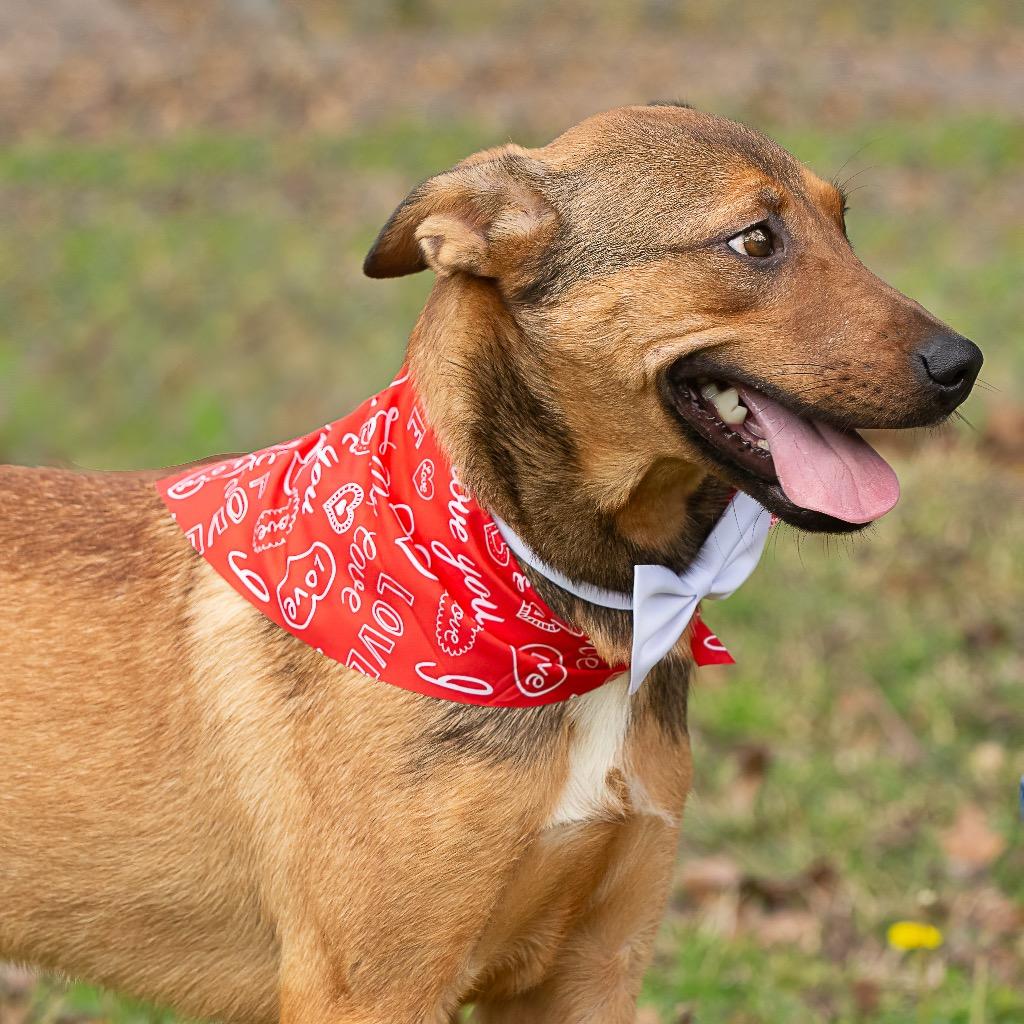 Enlarge Lick Jagger, a Adoptable mixed breed in Livingston, TX image 2/6