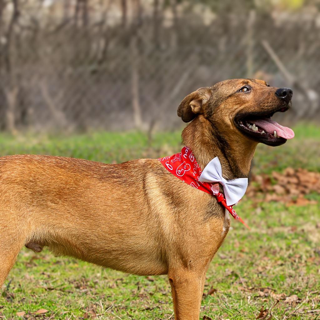 Enlarge Lick Jagger, a Adoptable mixed breed in Livingston, TX image 3/6