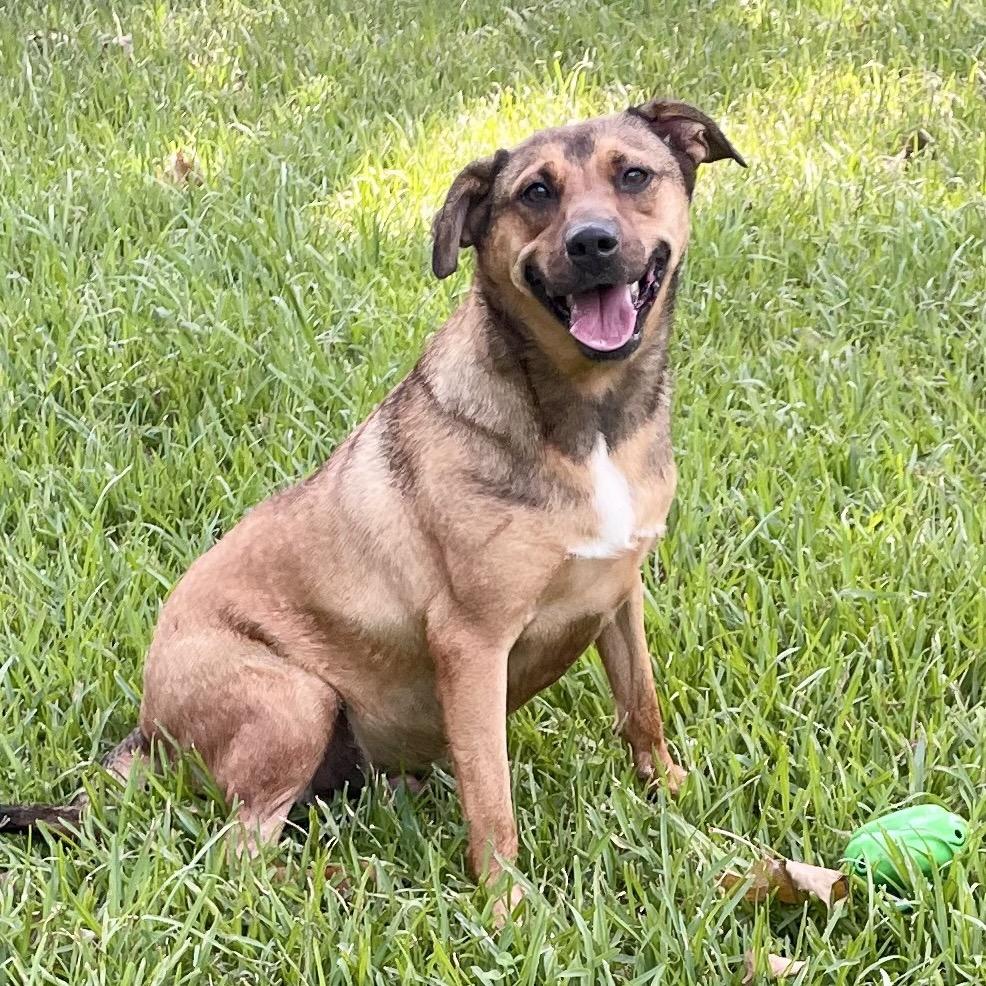 Lick Jagger, a Adoptable mixed breed in Livingston, TX image 3/6