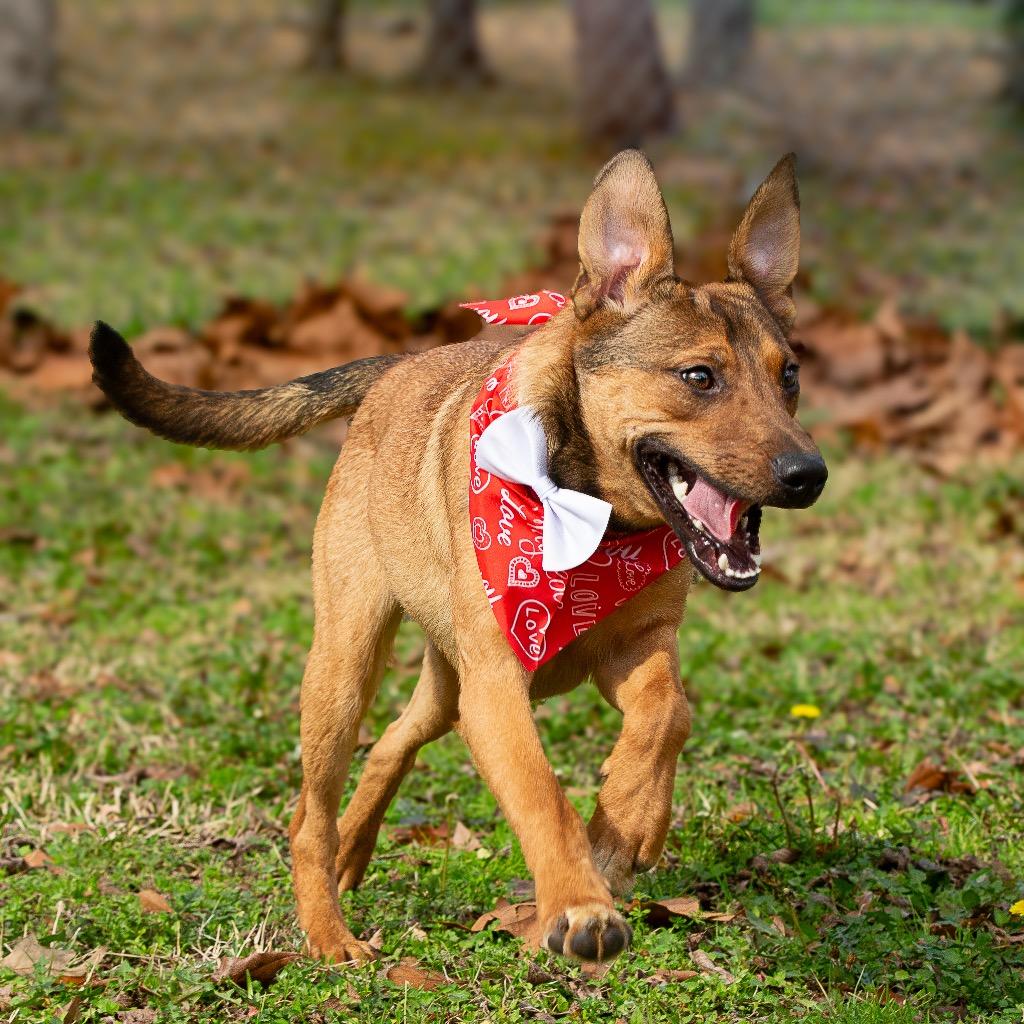 Enlarge Lick Jagger, a Adoptable mixed breed in Livingston, TX image 4/6