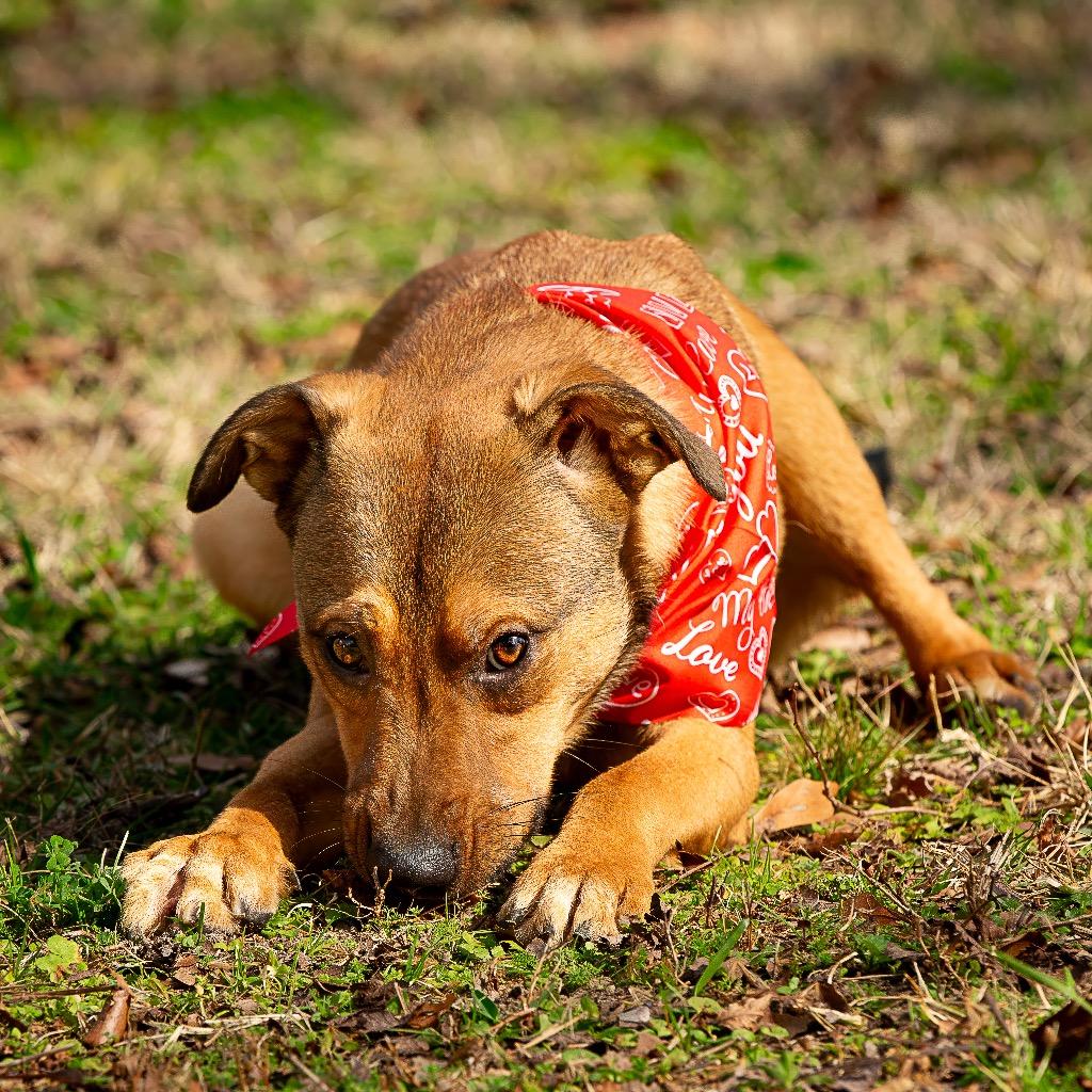Enlarge Lick Jagger, a Adoptable mixed breed in Livingston, TX image 5/6