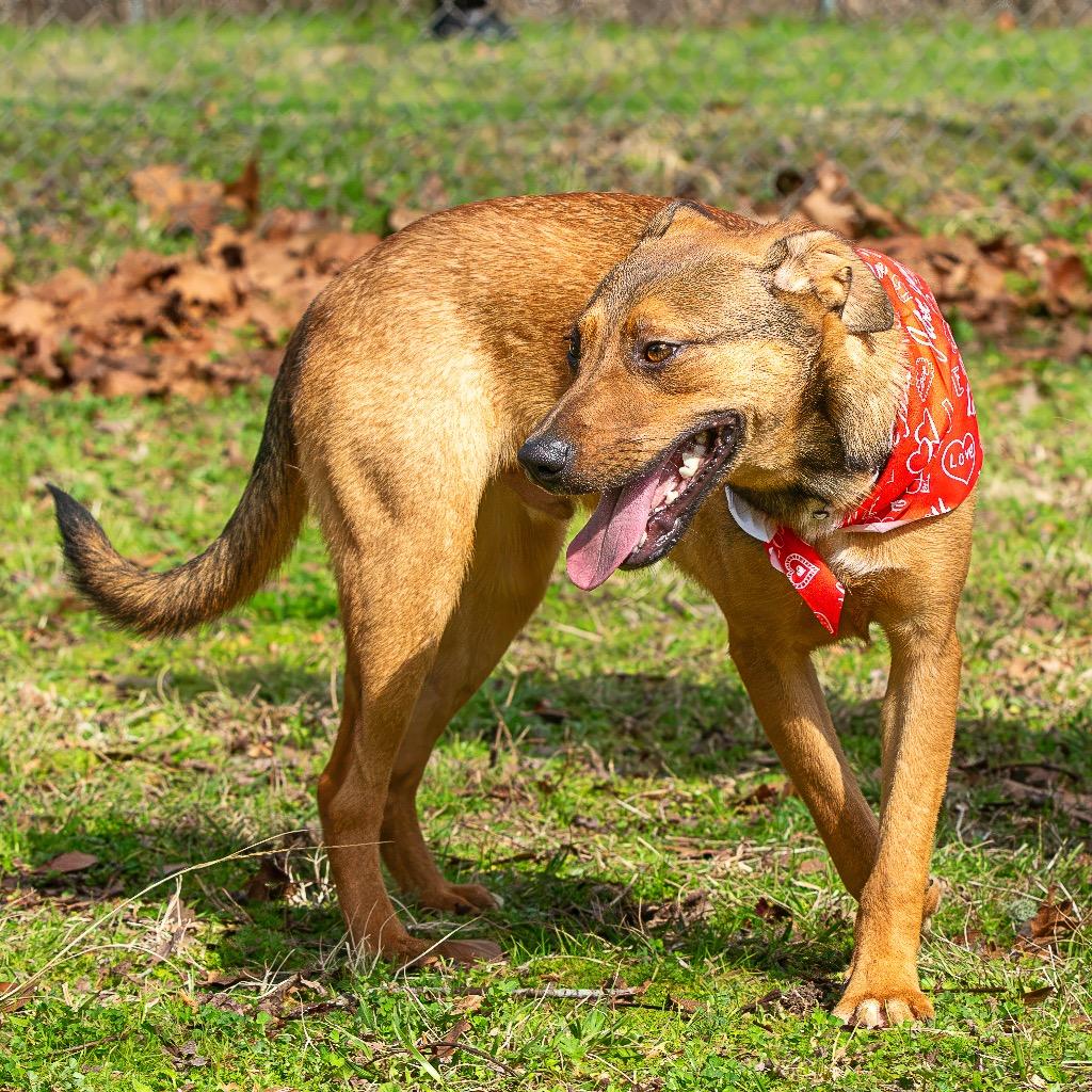 Enlarge Lick Jagger, a Adoptable mixed breed in Livingston, TX image 6/6