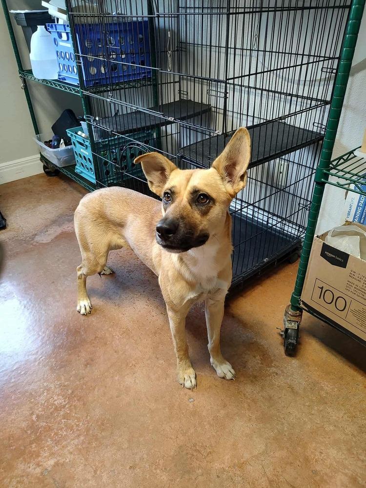 Enlarge Primadonna, a Adoptable mixed breed in Bolivar, MO image 1/1