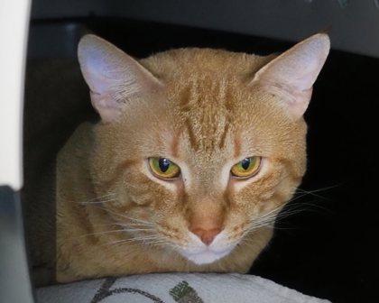 Pumpkin, a Adoptable Domestic Short Hair in West Seneca, NY image 1/2