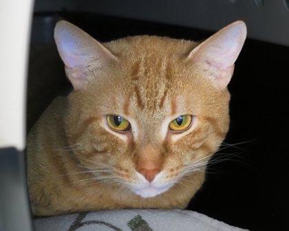 Pumpkin, Adoptable, Adult Male Domestic Short Hair.