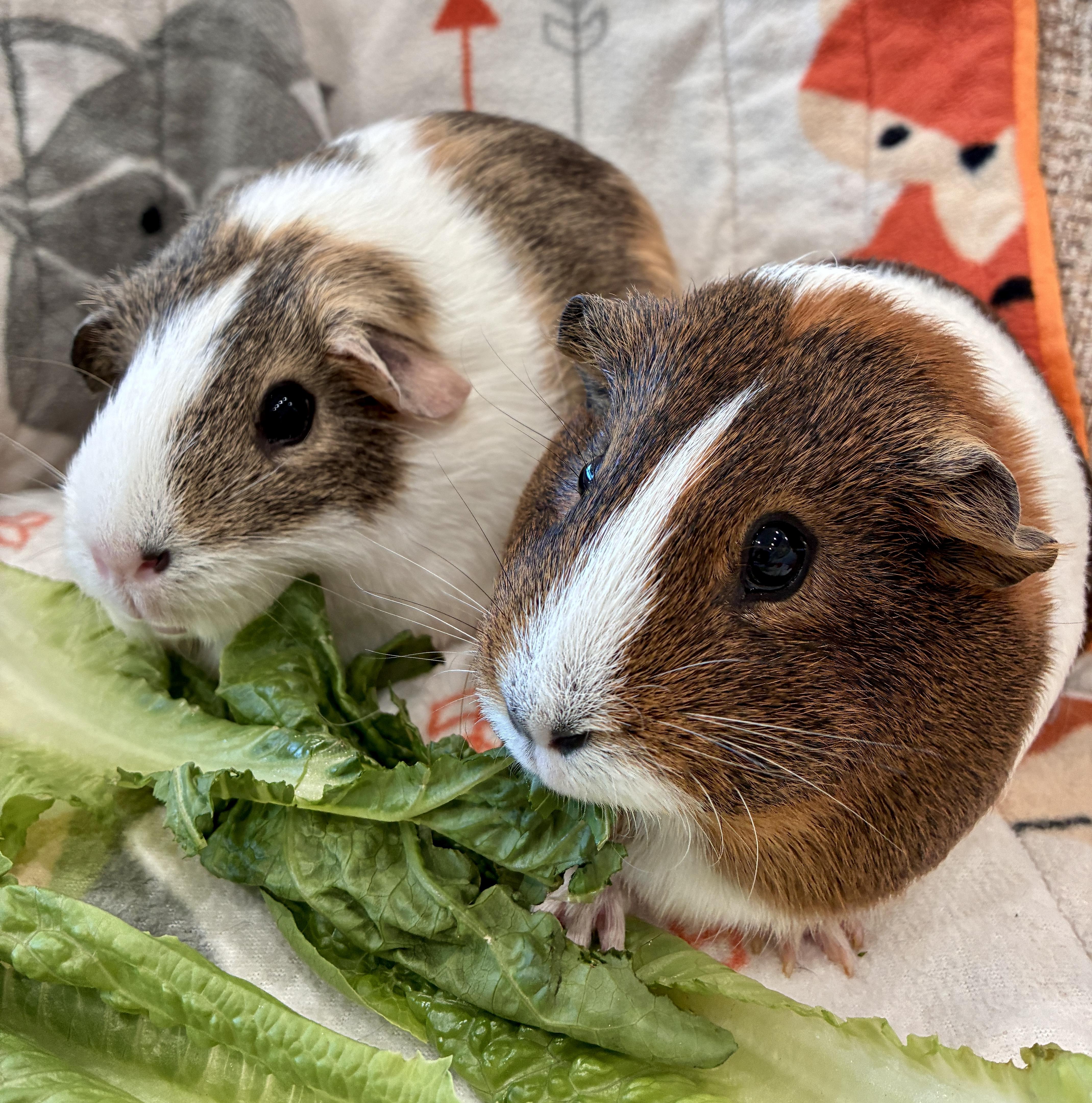 Opal and Rowen, Adoptable, Adult Female Guinea Pig.