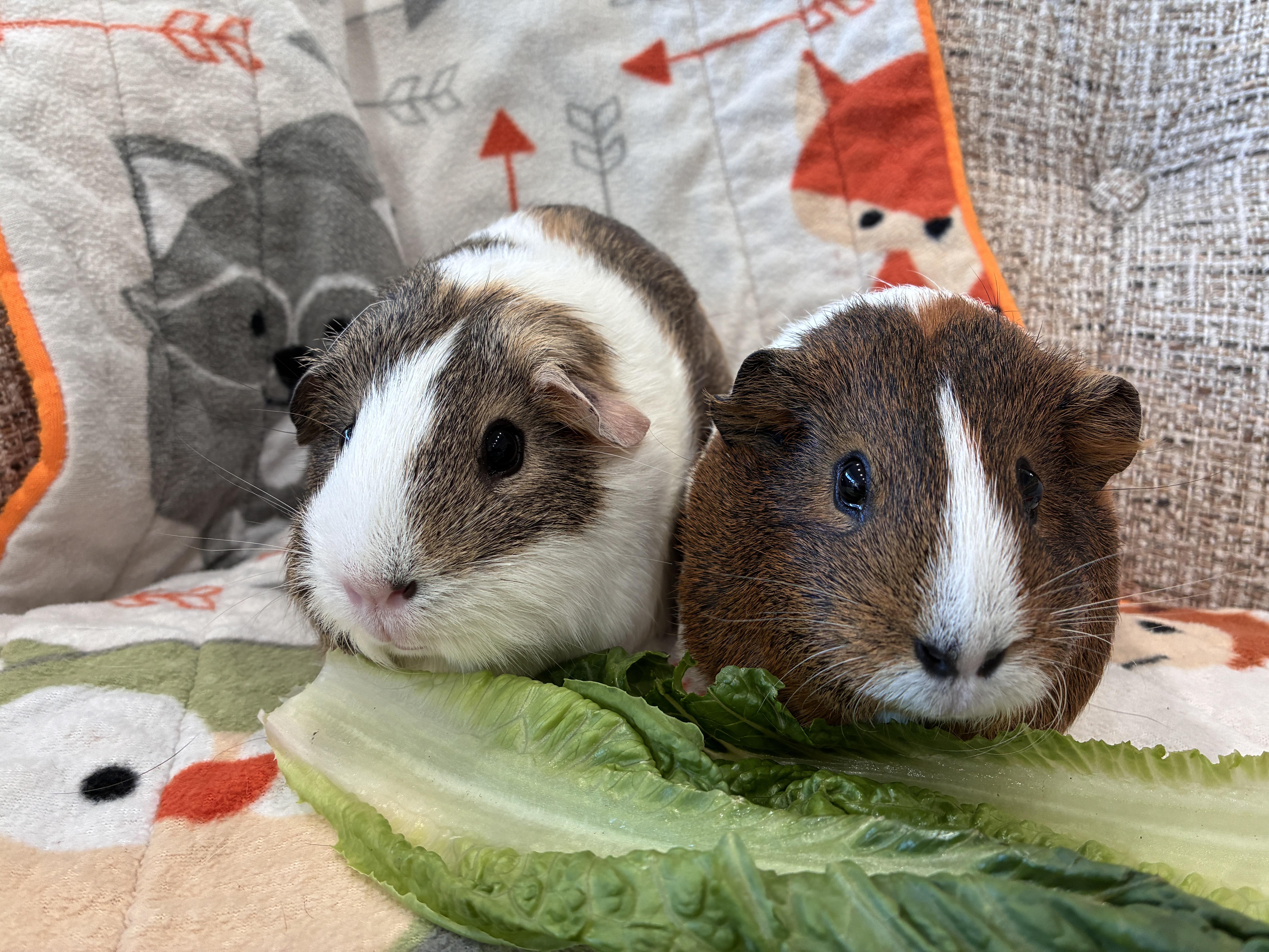 Enlarge Opal and Rowen, a Adoptable Guinea Pig in Mission viejo, CA image 3/3