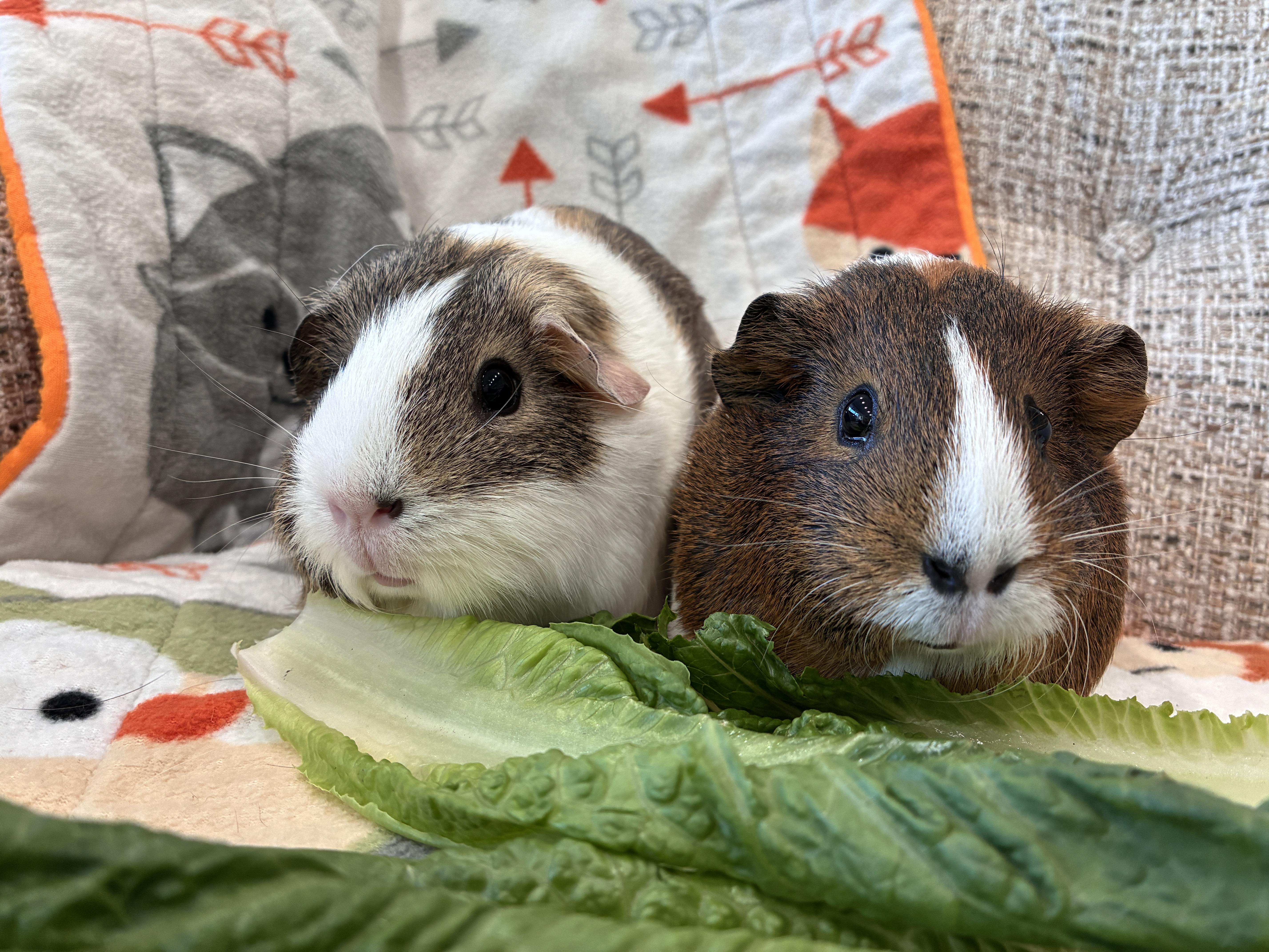 Enlarge Opal and Rowen, a Adoptable Guinea Pig in Mission viejo, CA image 2/3