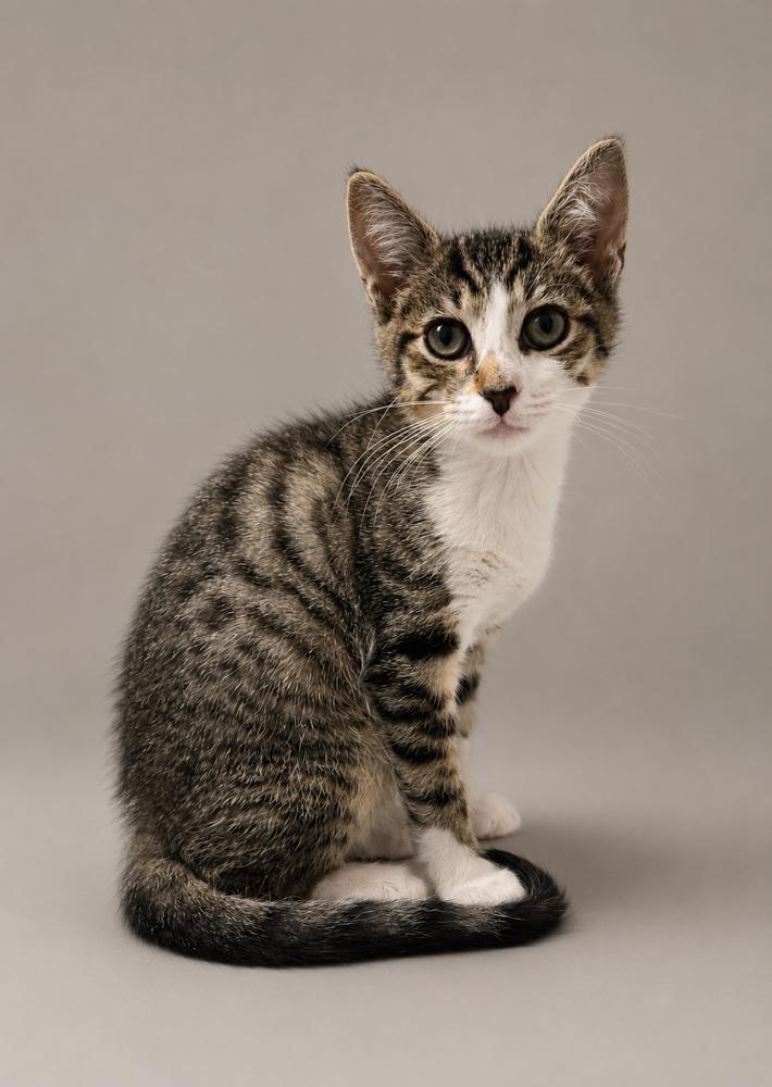 Sushi, Adoptable, Kitten Female Domestic Short Hair.
