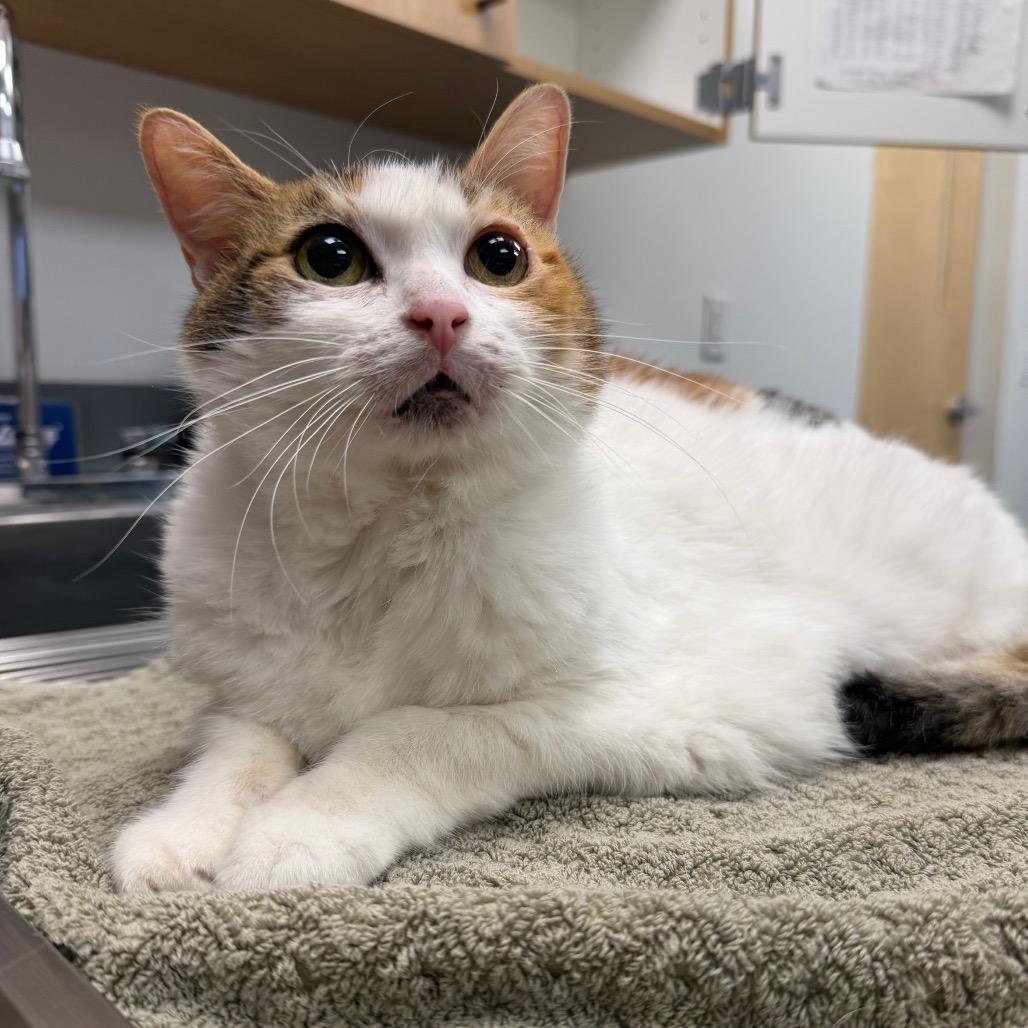 Sweety, Adoptable, Senior Female Domestic Short Hair.