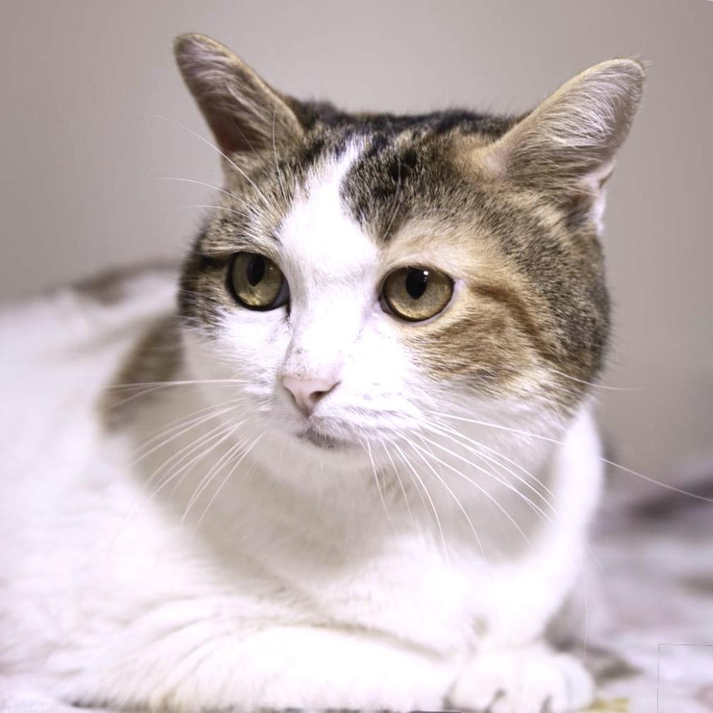 Sweety, a Adoptable Domestic Short Hair in Sarasota, FL image 2/6