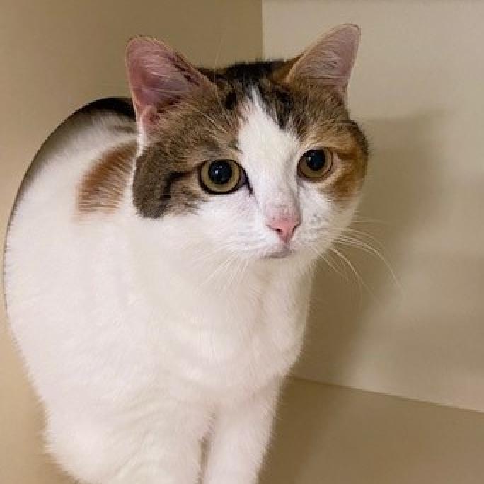 Sweety, a Adoptable Domestic Short Hair in Sarasota, FL image 3/6