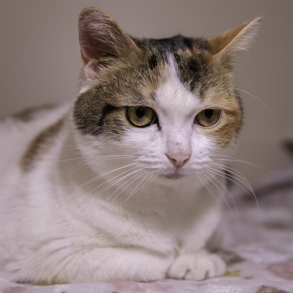 Sweety, a Adoptable Domestic Short Hair in Sarasota, FL image 4/6