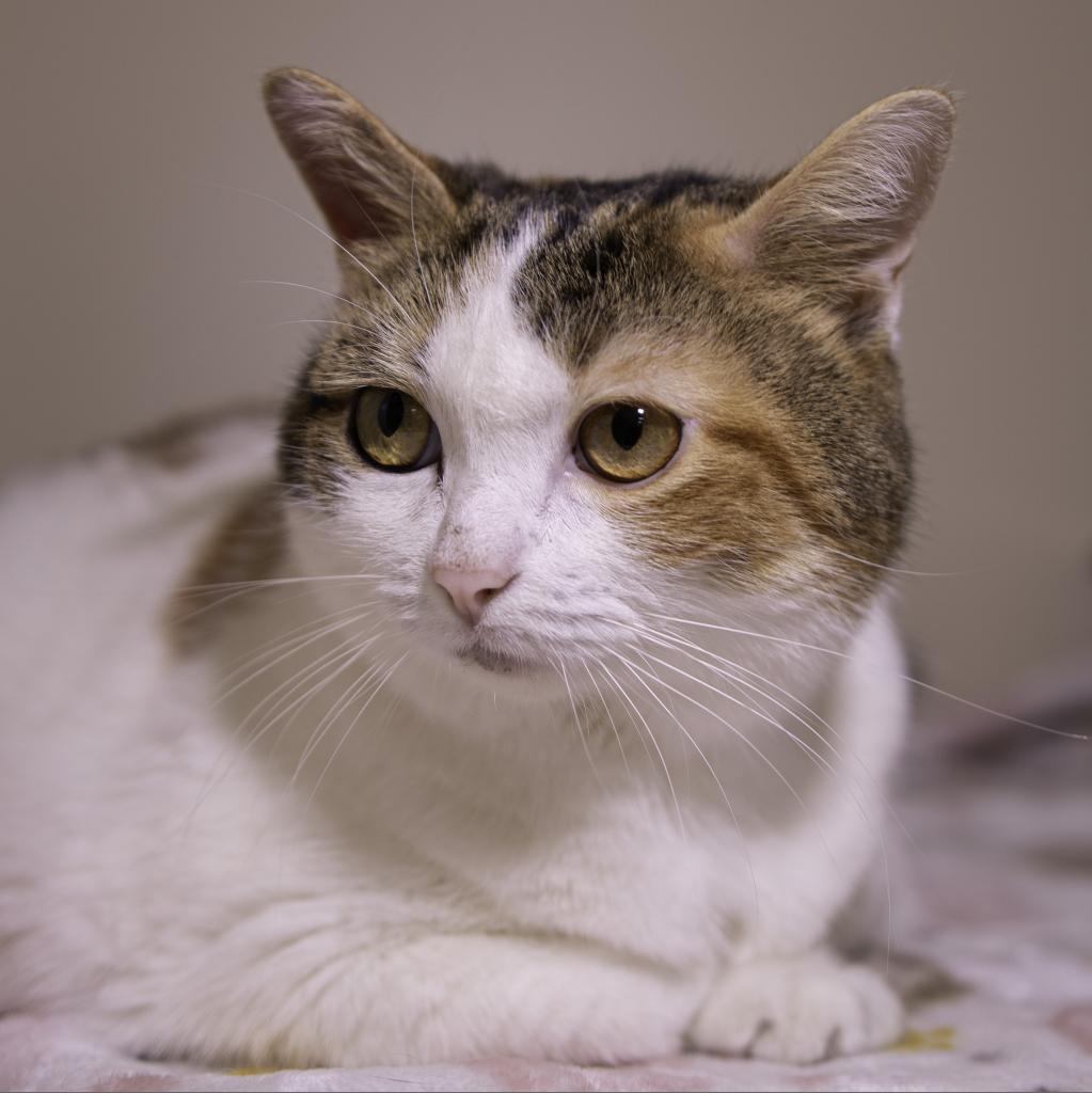 Sweety, a Adoptable Domestic Short Hair in Sarasota, FL image 5/6