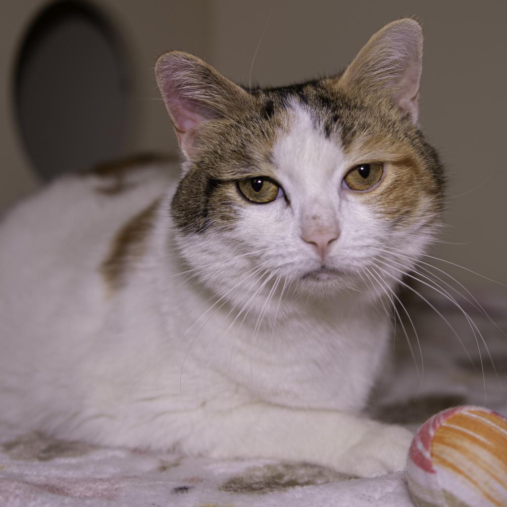 Sweety, a Adoptable Domestic Short Hair in Sarasota, FL image 6/6