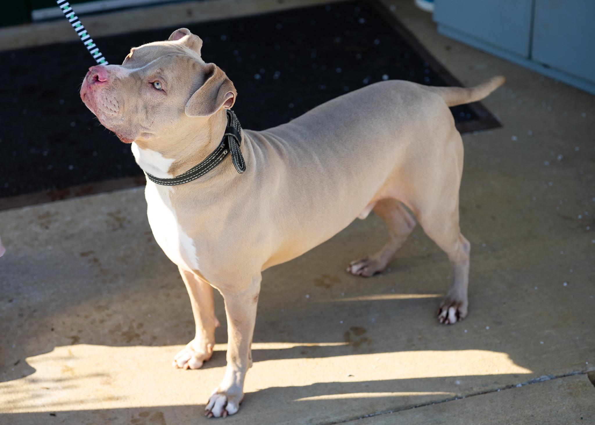 Graham, ADOPTABLE, Adult Male Pit Bull Terrier.