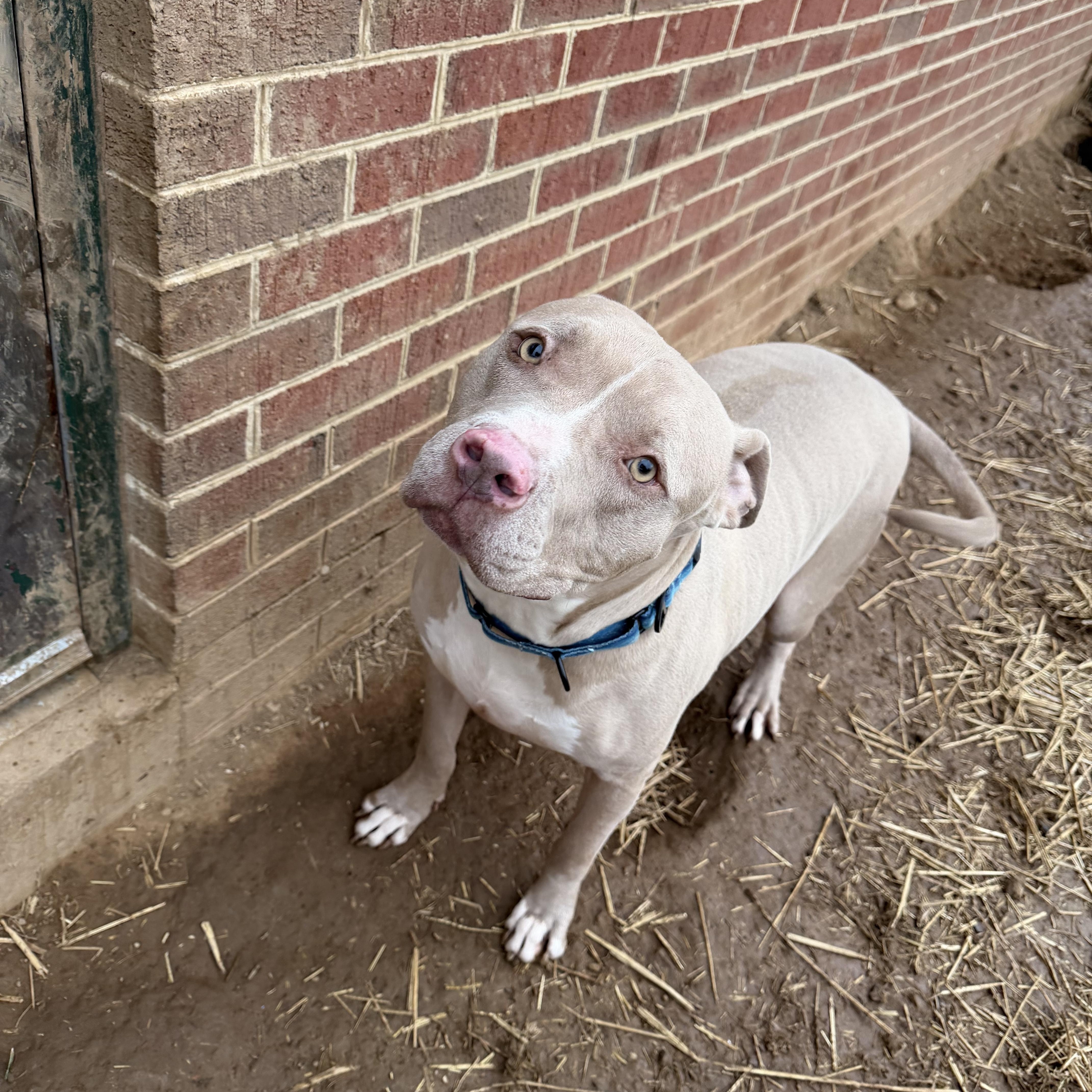 Enlarge Graham, a ADOPTABLE mixed breed in Berryville, VA image 2/2