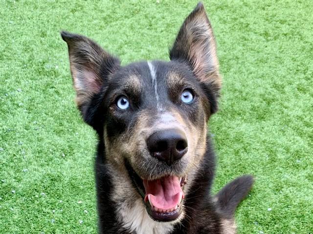 Enlarge CHANDRA, a Adoptable mixed breed in Moreno Valley, CA image 1/1