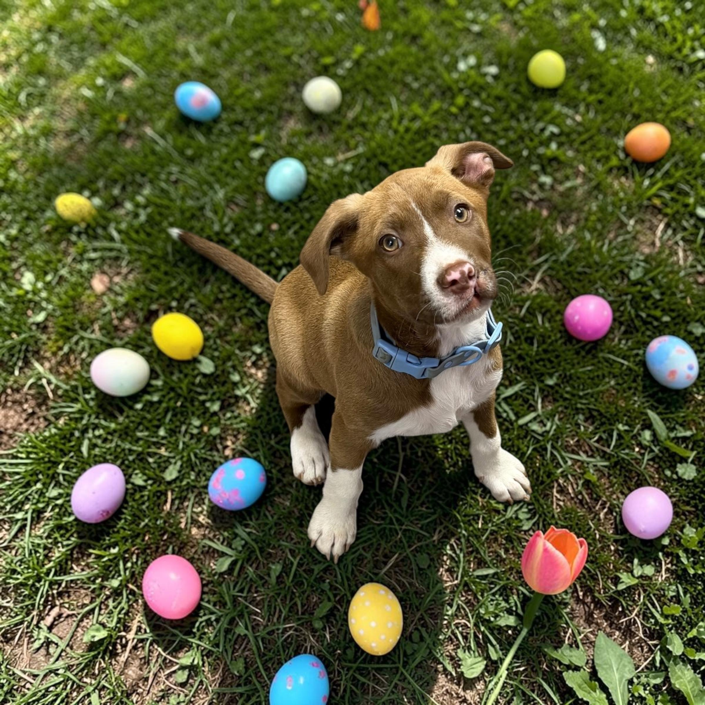 Elvis, ADOPTABLE, Young Male Pit Bull Terrier.