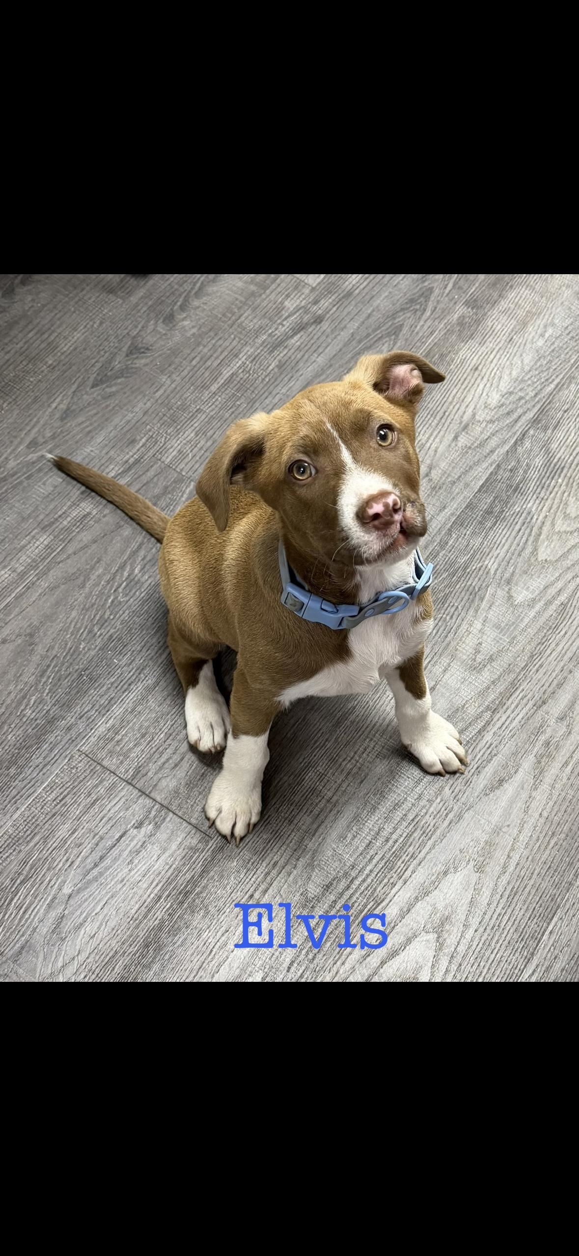 Elvis, a ADOPTABLE mixed breed in seaside heights, NJ image 2/3