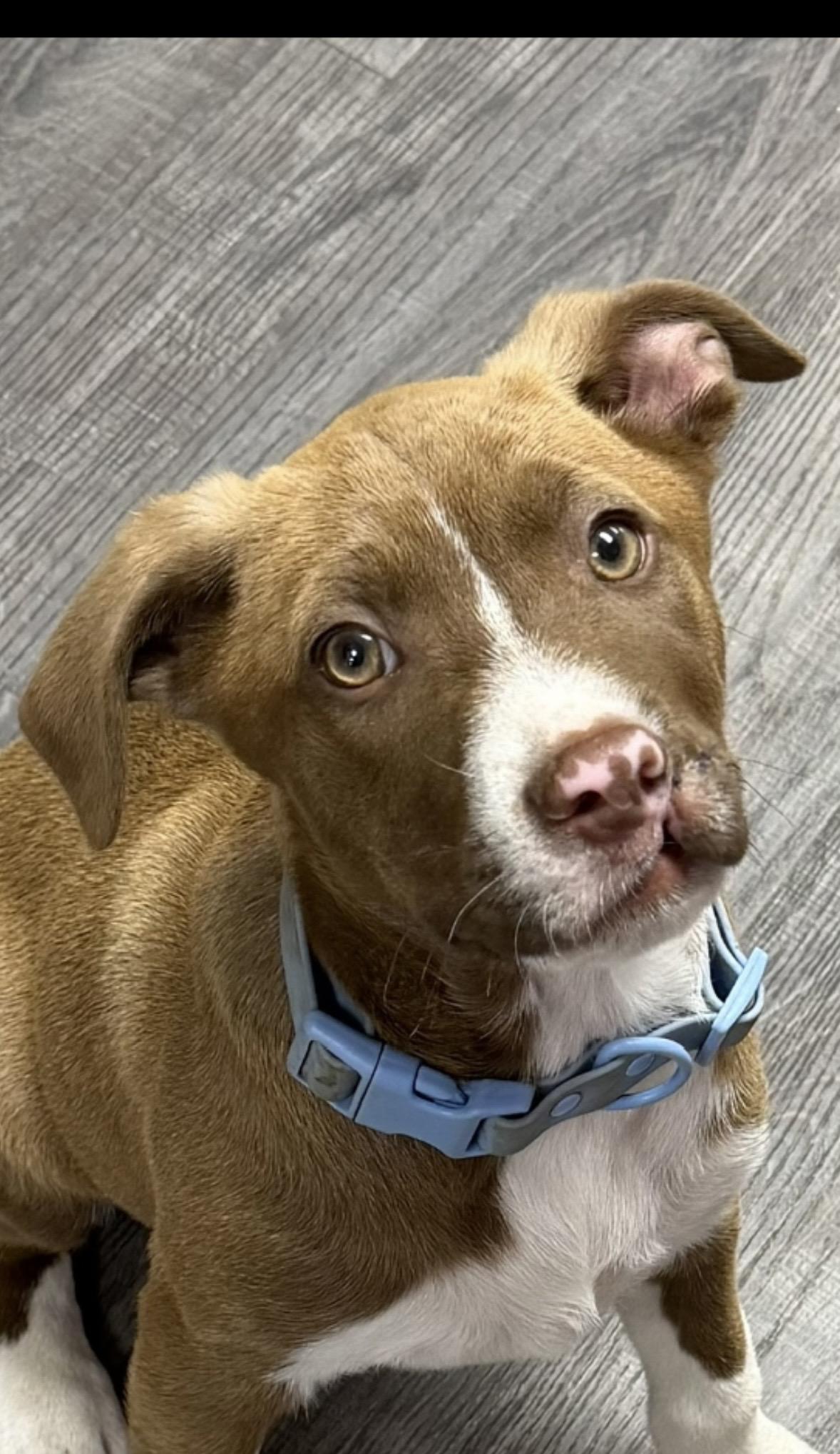 Elvis, a ADOPTABLE mixed breed in seaside heights, NJ image 3/3