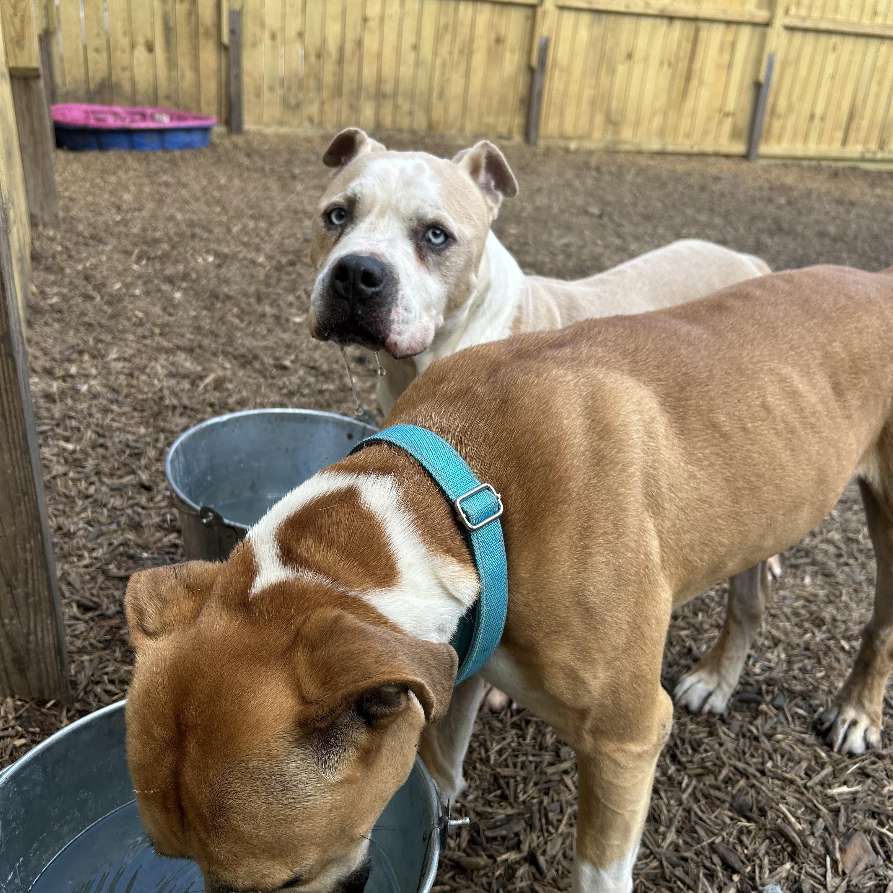 Hobbes, a Adoptable mixed breed in Joppa, MD image 4/5