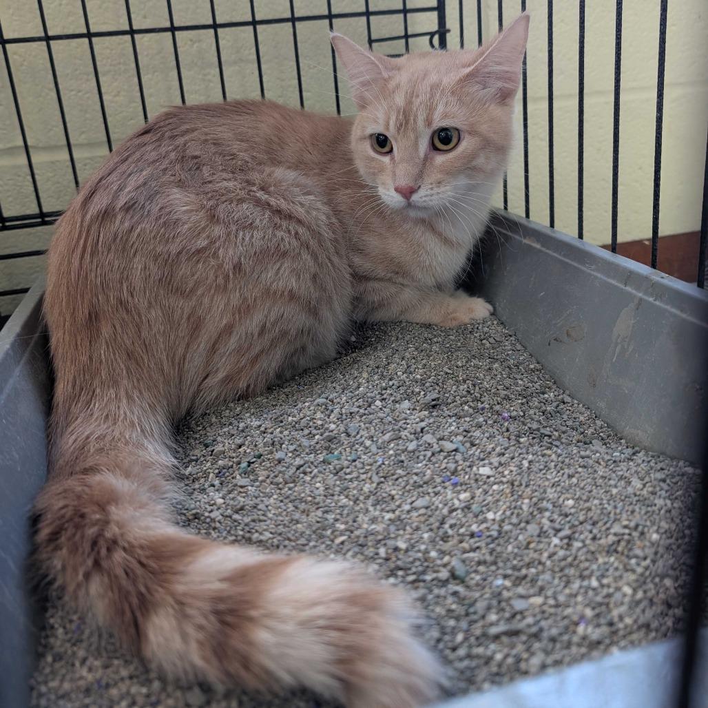 Enlarge Gretel, a Adoptable Domestic Short Hair in Grand Junction, CO image 1/1