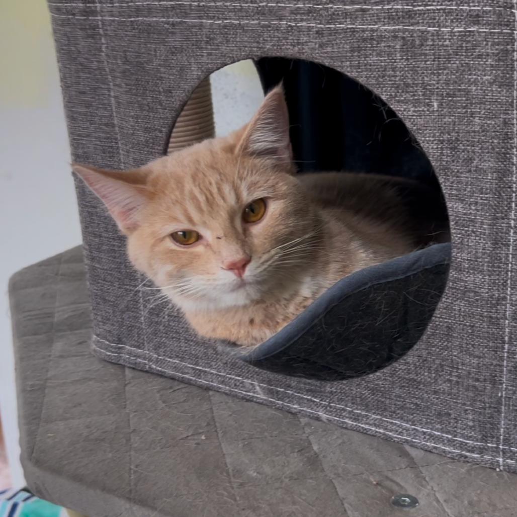 Enlarge Gretel, a Adoptable Domestic Short Hair in Grand Junction, CO image 2/3