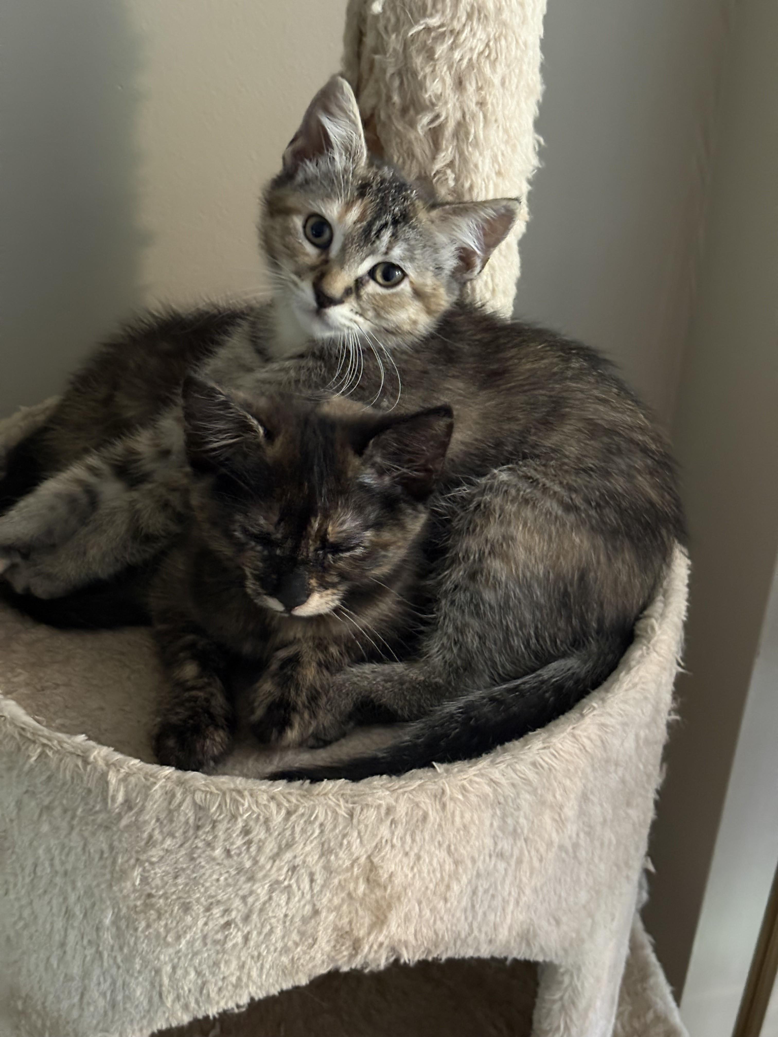 Enlarge Mint & Julep-Best Friends Forever, a Adoptable Tortoiseshell in Laurel, MD image 6/6