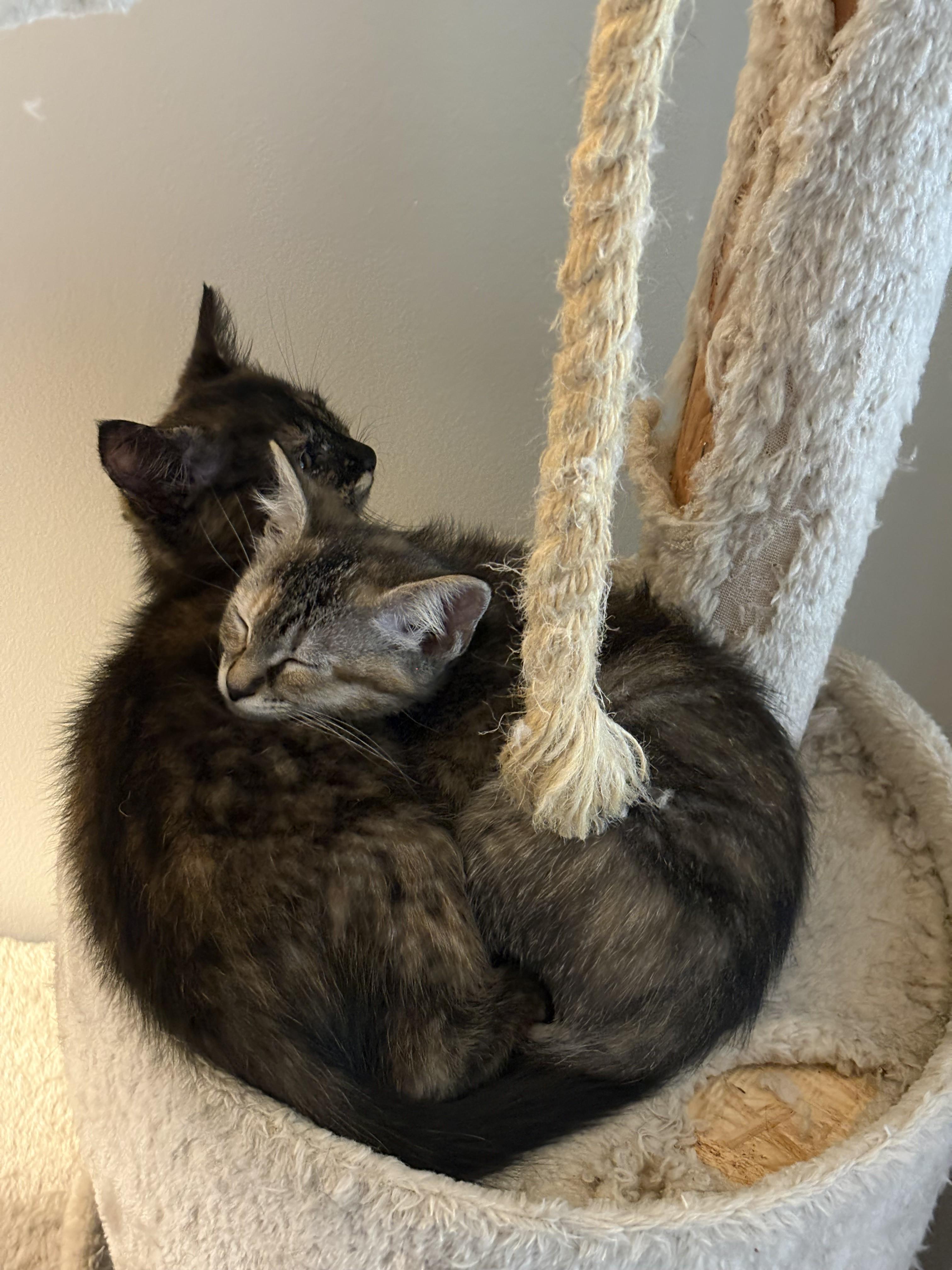 Enlarge Mint & Julep-Best Friends Forever, a Adoptable Tortoiseshell in Laurel, MD image 5/6