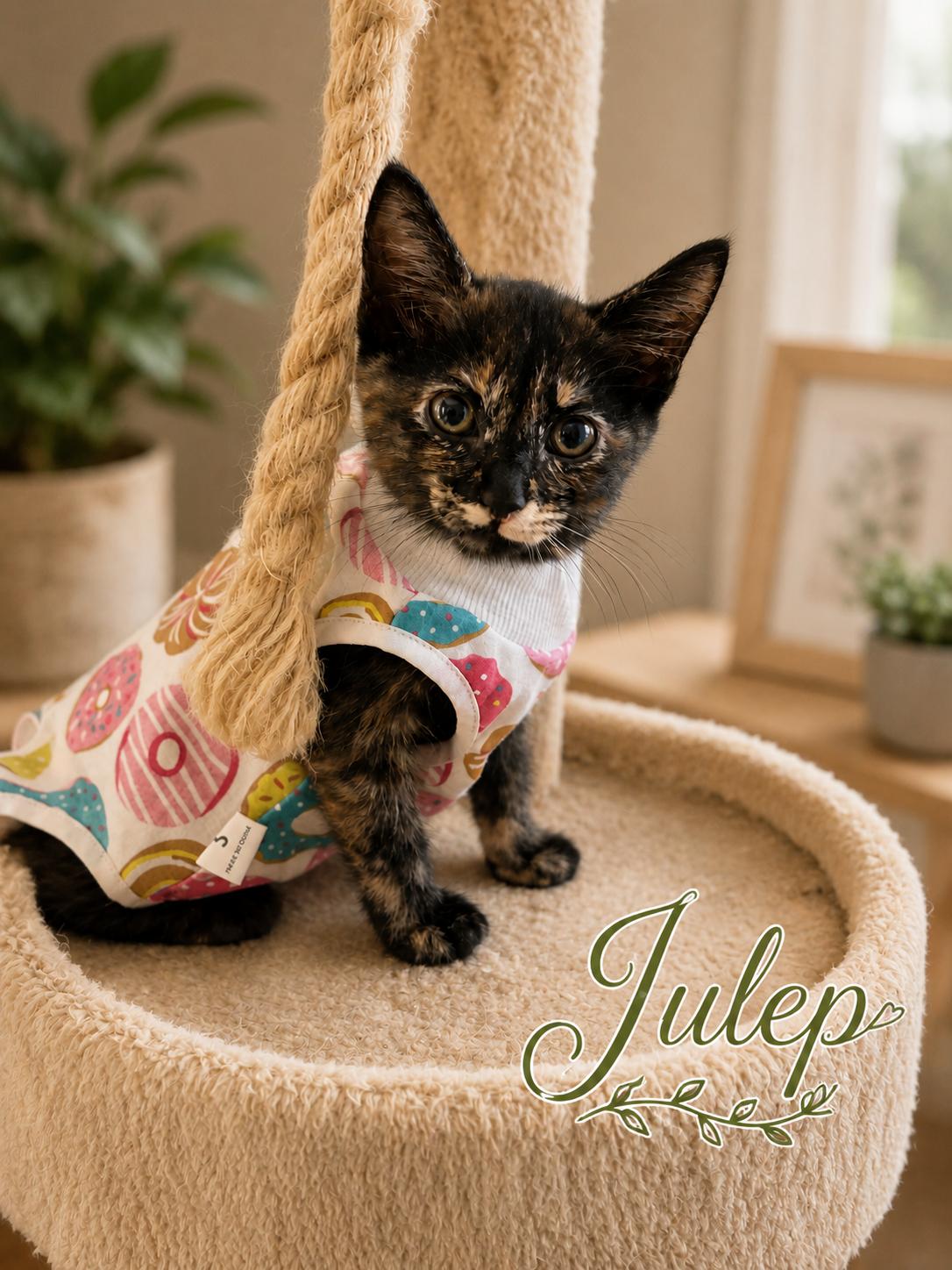 Enlarge Mint & Julep-Best Friends Forever, a Adoptable Tortoiseshell in Laurel, MD image 4/6