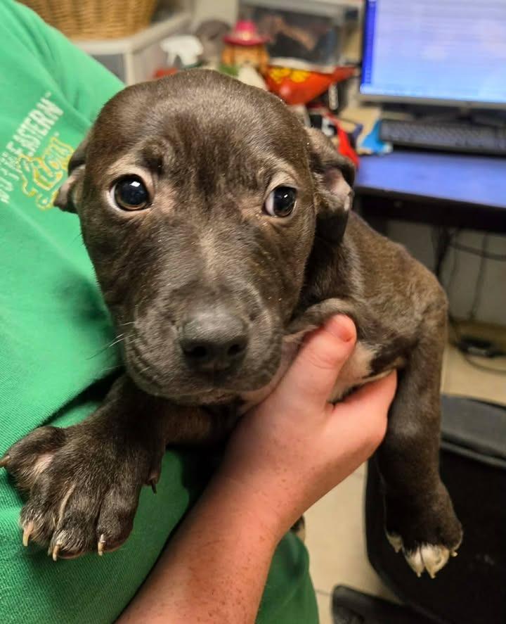 Winnie, Adoptable, Puppy Female Pit Bull Terrier.