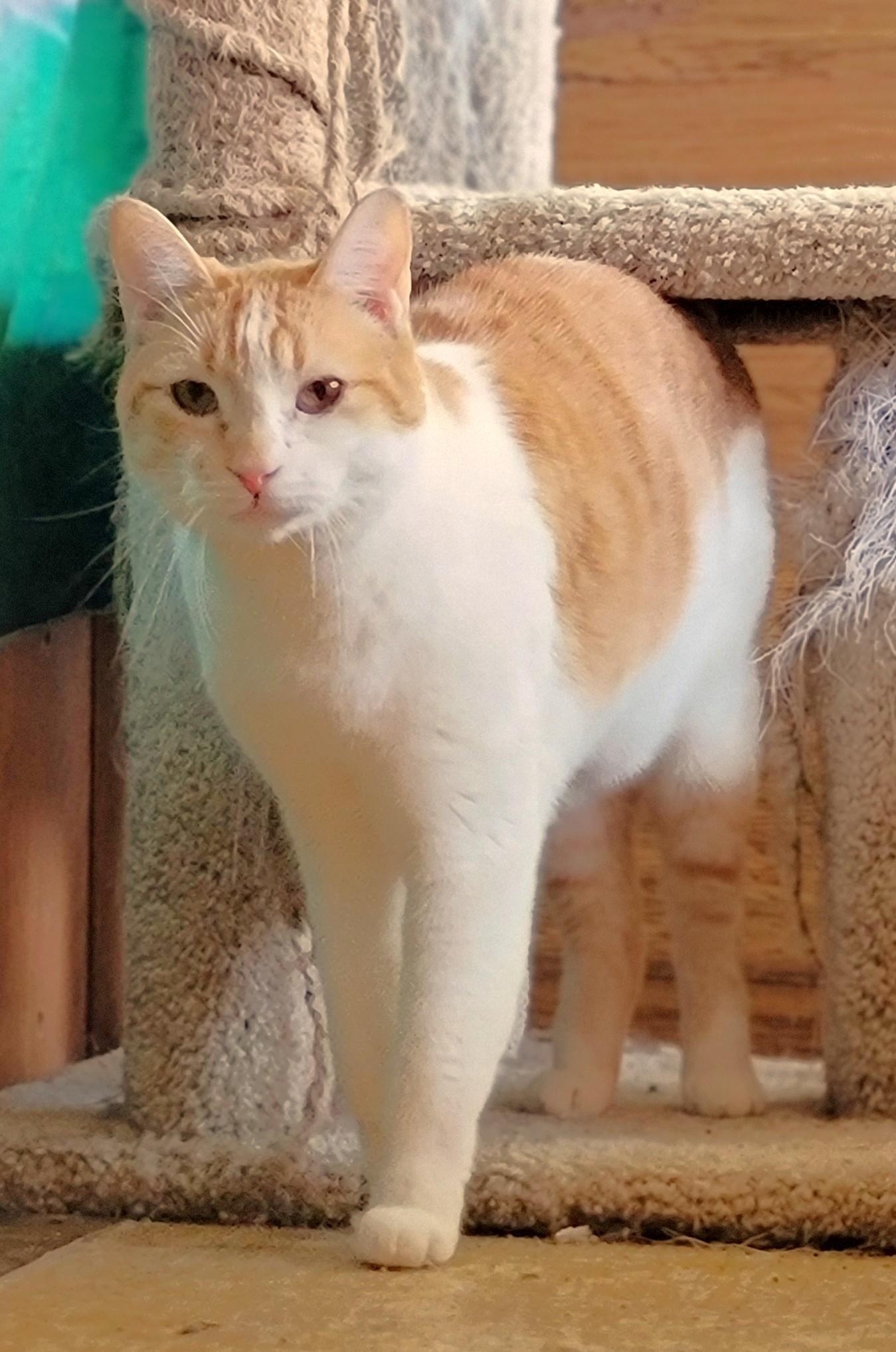 Maurice