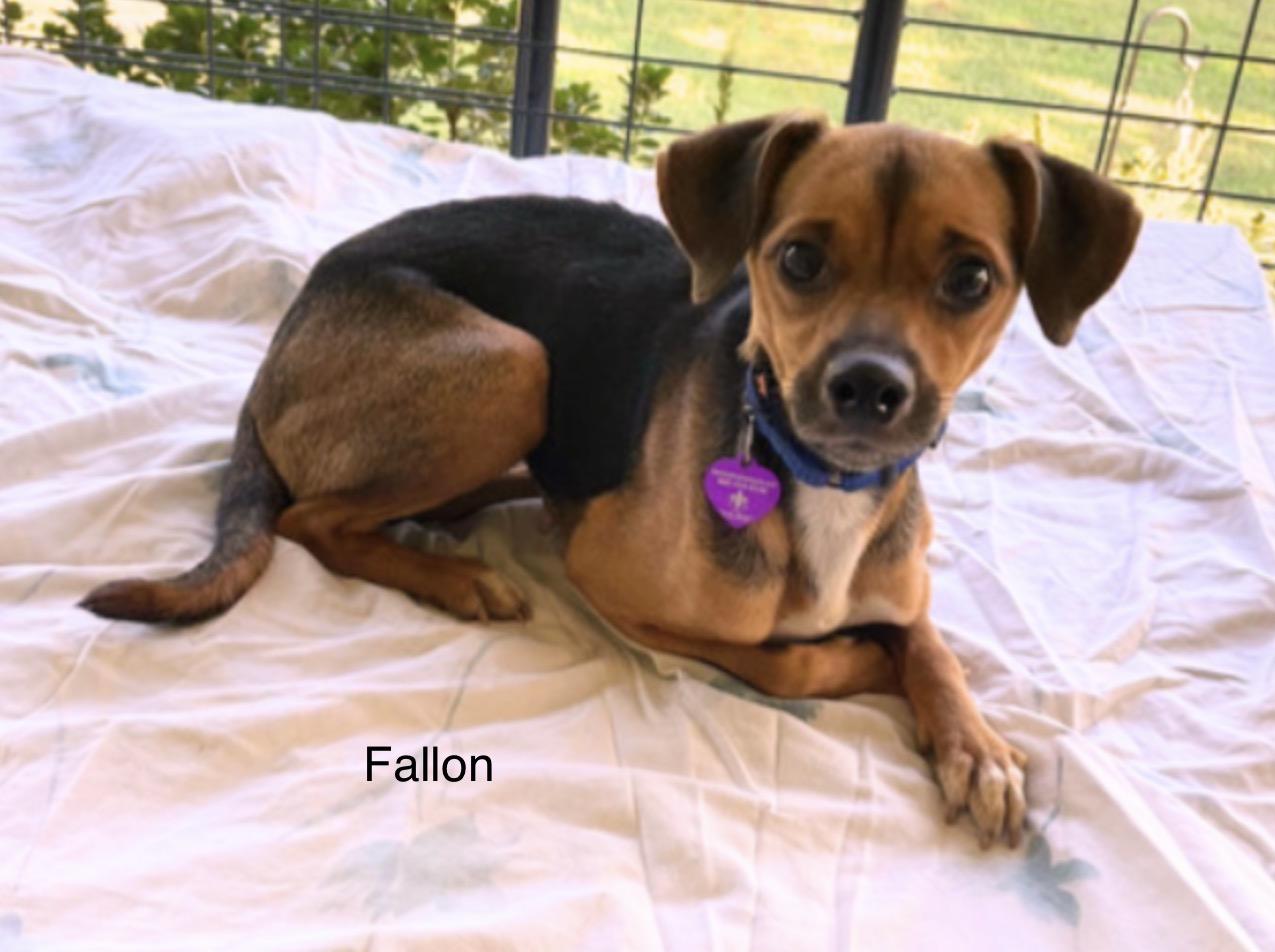 Enlarge Fallon, a Adoptable Chiweenie in Danville, VA image 2/2