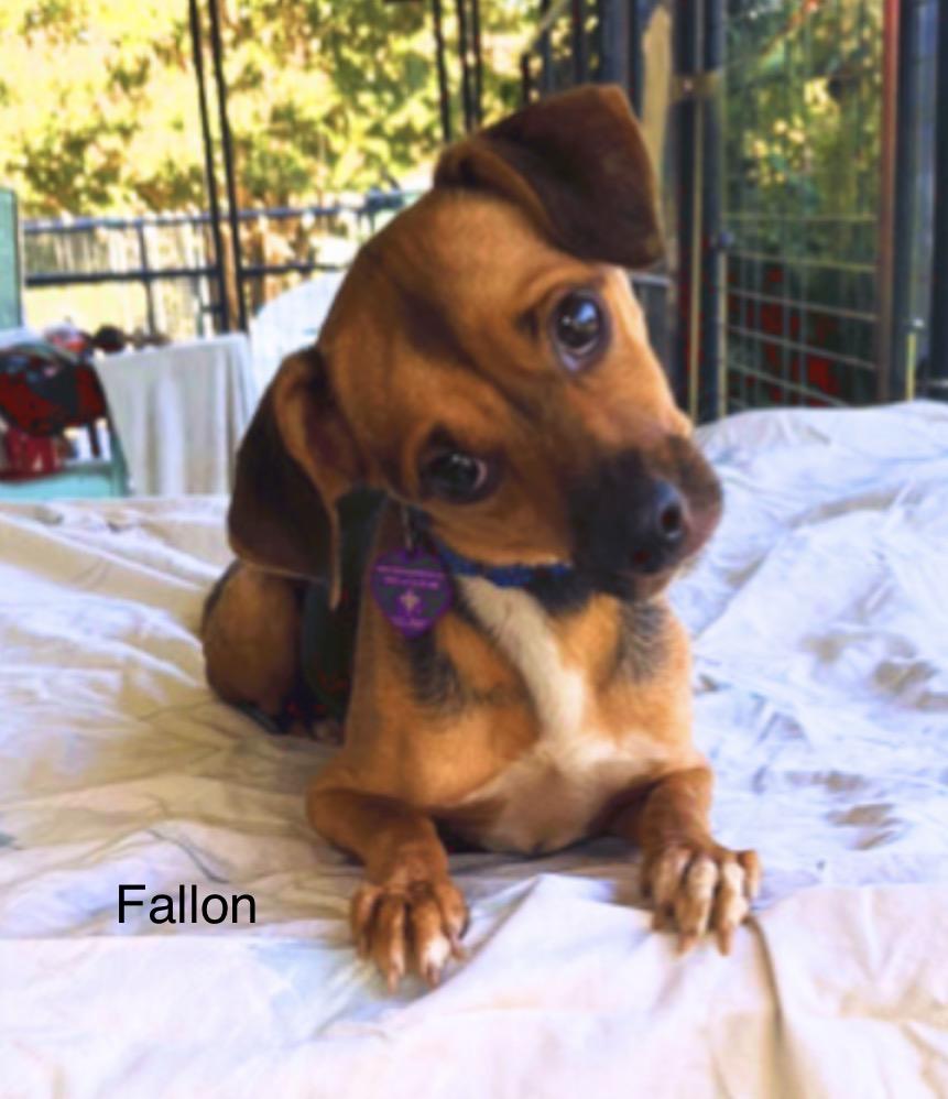 Enlarge Fallon, a Adoptable Chiweenie in Danville, VA image 1/2