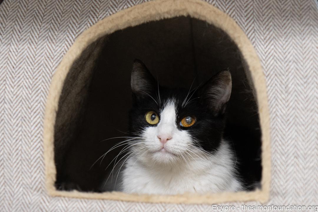 Eeyore, a Adoptable Domestic Short Hair in Bloomfield, CT image 3/3