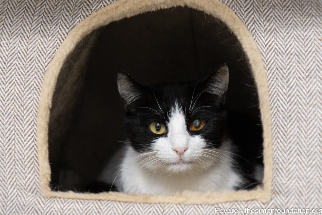 Eeyore, a Adoptable Domestic Short Hair in Bloomfield, CT image 1/3