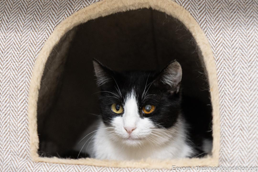 Eeyore, a Adoptable Domestic Short Hair in Bloomfield, CT image 2/3