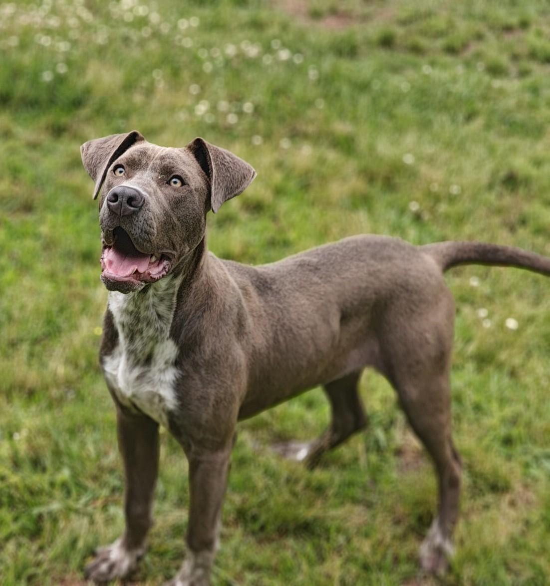 Antonio 26/137, Adopted, Young Male Pit Bull Terrier & Pointer.
