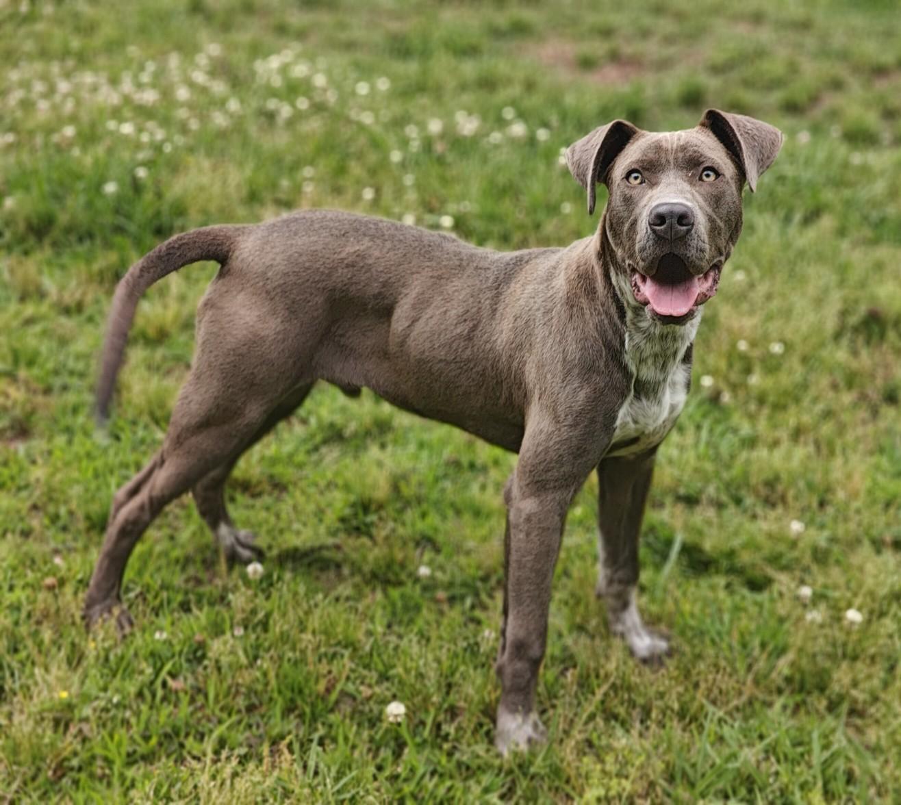 Antonio 26/137, a Adopted mixed breed in Talladega, AL image 2/3