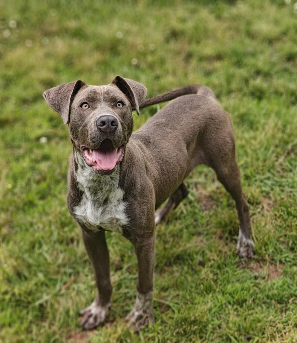 Antonio 26/137, a Adopted mixed breed in Talladega, AL image 3/3