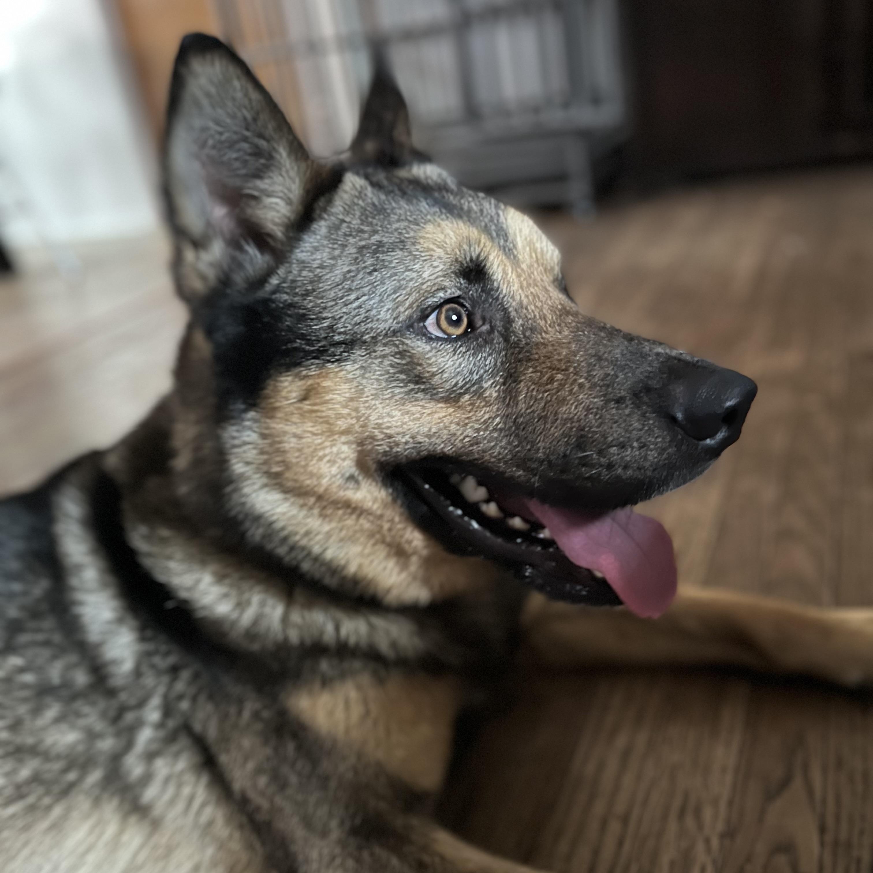 Koda, a ADOPTABLE mixed breed in Thousand Oaks, CA image 2/6
