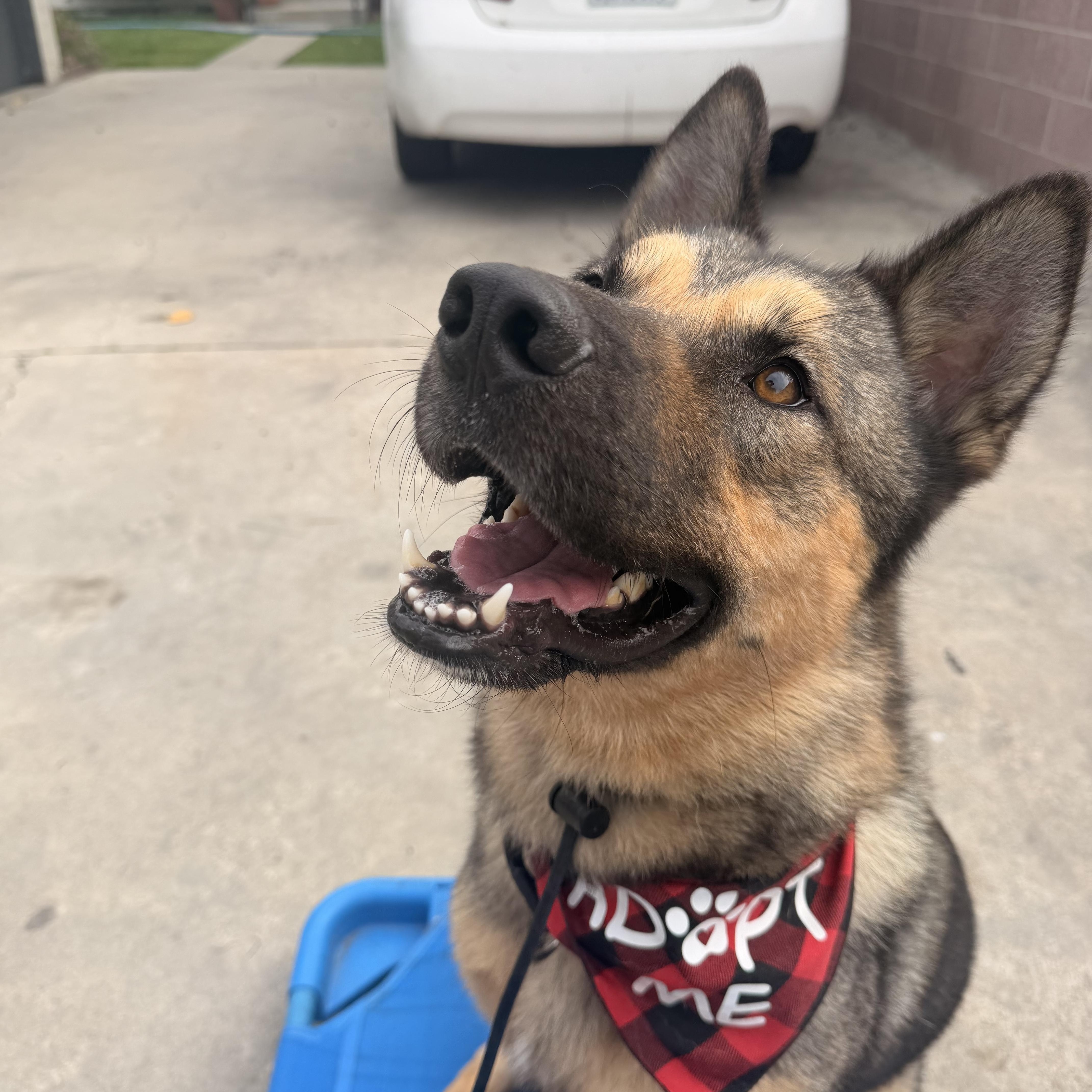 Koda, a ADOPTABLE mixed breed in Thousand Oaks, CA image 5/6
