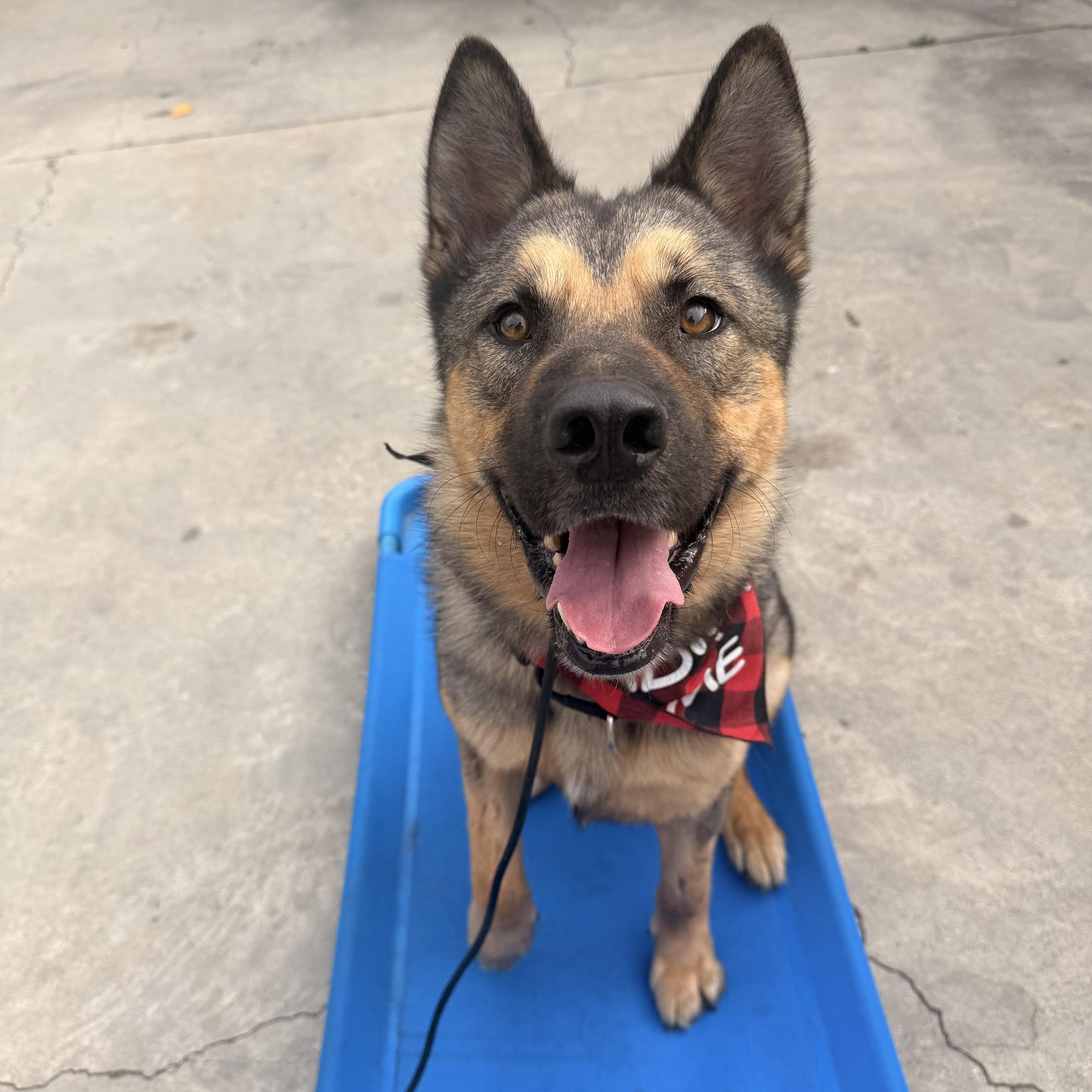 Koda, ADOPTABLE, Young Male Siberian Husky & German Shepherd Dog.