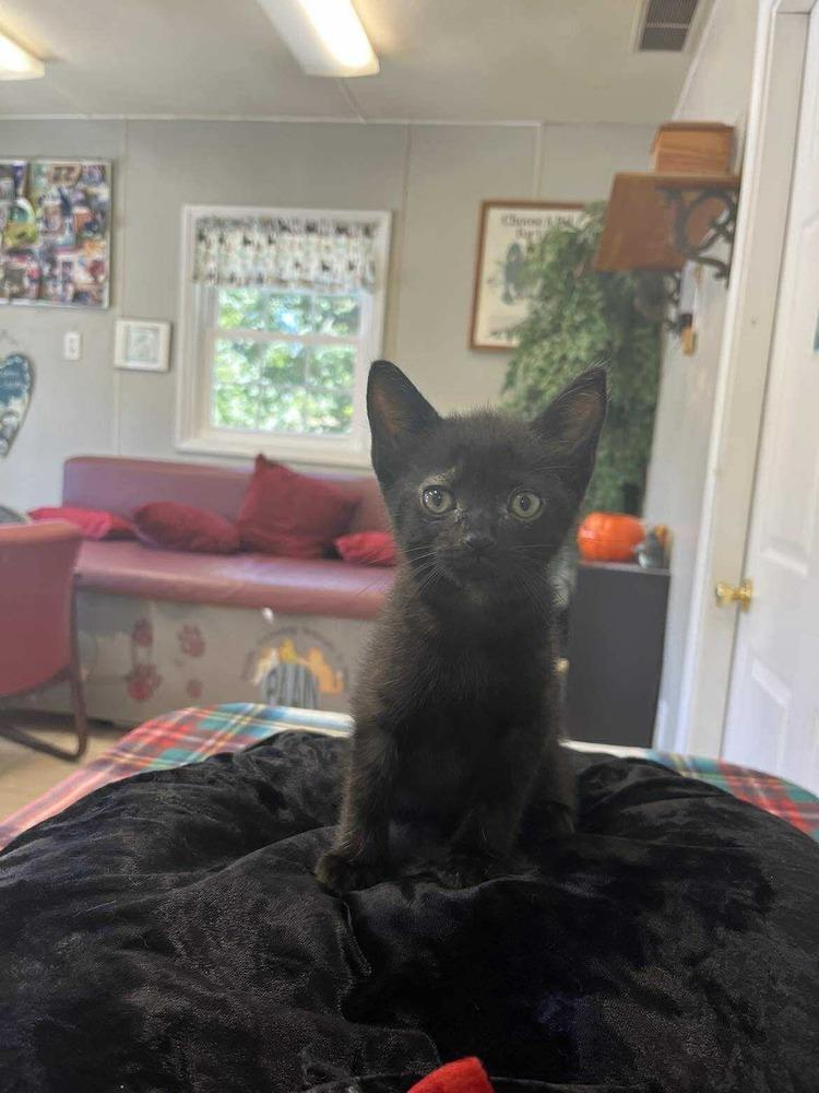 Halloween Kitties : Spooky, Adoptable, Kitten Male Domestic Short Hair.