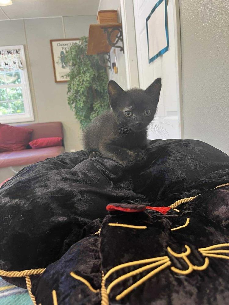 Halloween Kitties : Spooky, a Adoptable Domestic Short Hair in Osgood, IN image 2/2